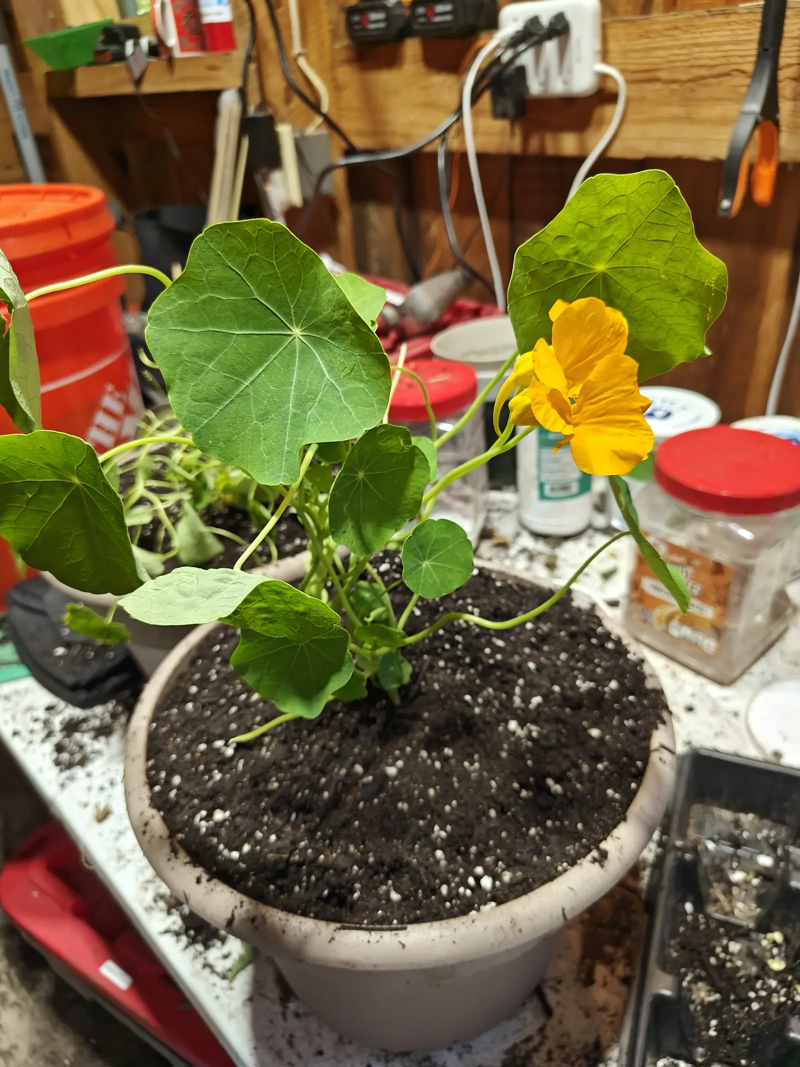 A Jewel Mix nasturtium on 29 June with one golden flower open, its three lower petals narrowing into fringed claws and a long green spur curving back behind, held over round leaves whose pale veins spoke out from the center, in warm indoor light.