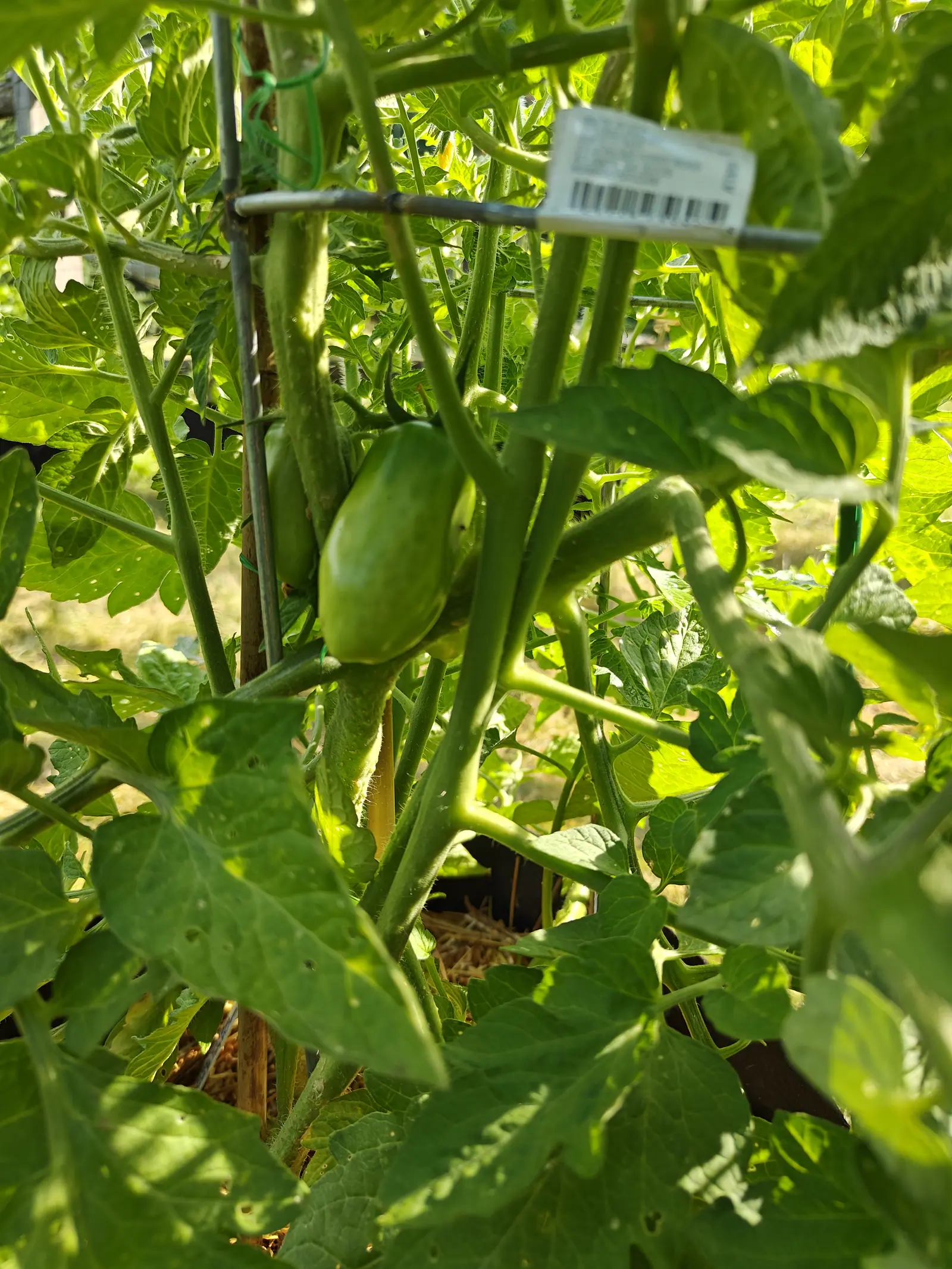 A San Marzano Roma tomato on 29 June, two smooth green ovals hanging together on one short stalk and mottled darker toward the shoulder, set back far enough inside the plant that the backlit leaves around them read sharper than the fruit.