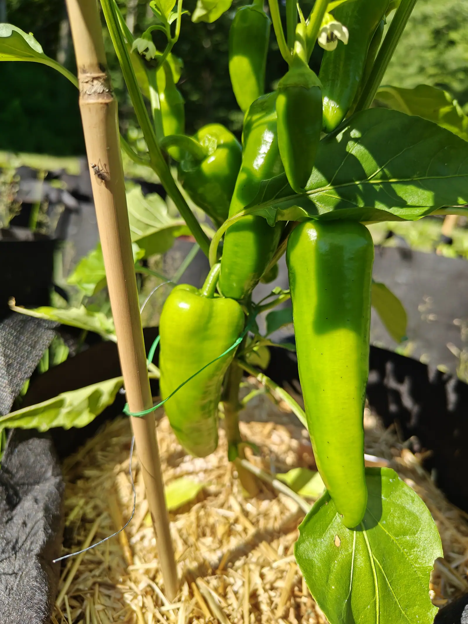 A Pick-N-Pop Yellow pepper on 29 June with the sun cutting in from the left, so a mirror-bright highlight runs down each hanging cone and the shaded half of the plant goes almost black, and a bristly red-eyed fly sits head-up on the cane.