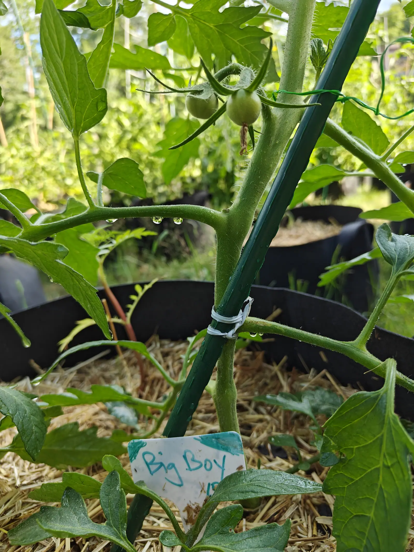 A Big Boy tomato on 29 June with the early sun behind it, two green fruits still finely furred over the shoulders and the nearer one trailing its shriveled flower, water hanging in clear round drops all along the undersides of the stems.