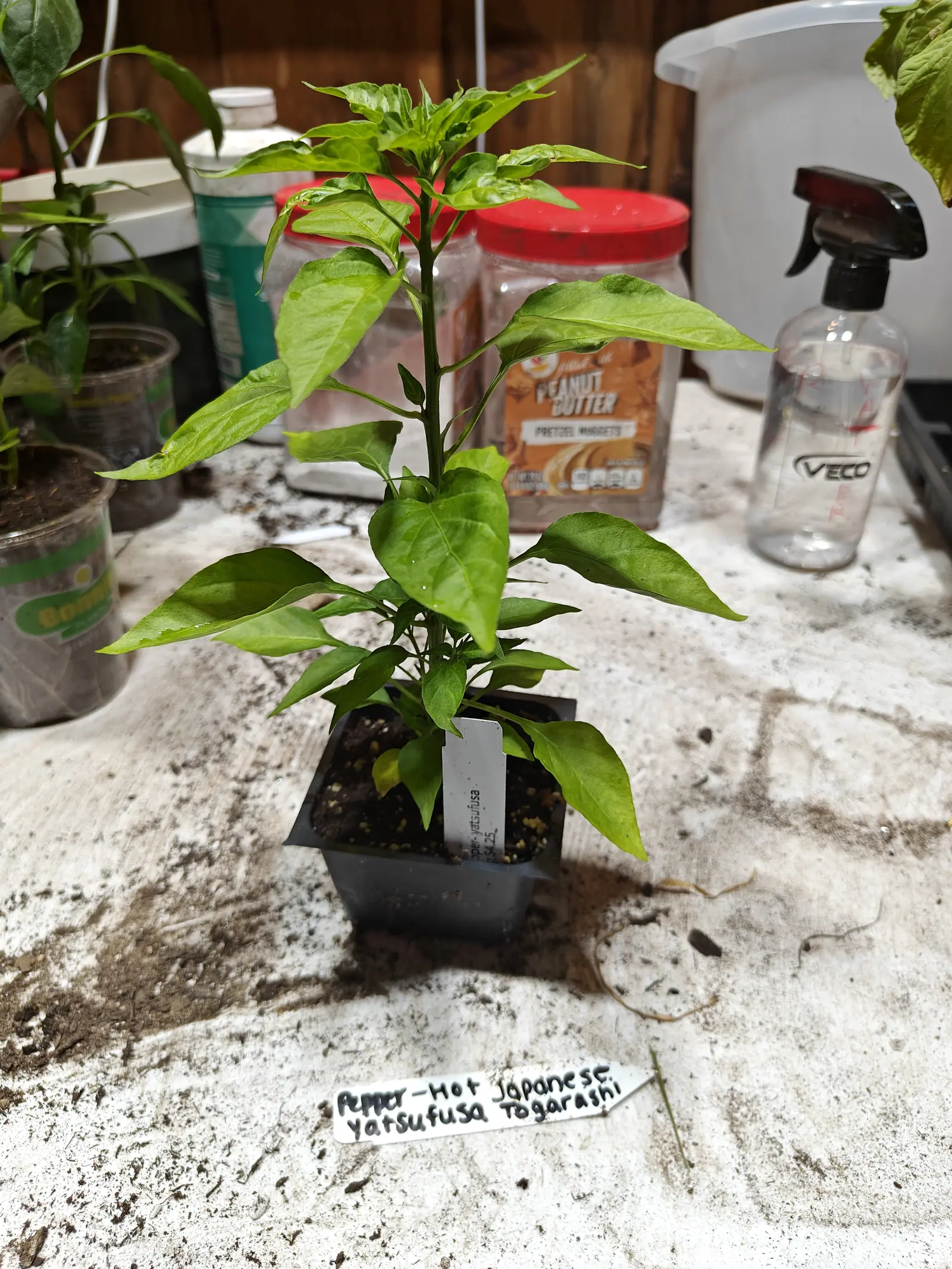One young transplant on 29 June, hairless and faintly ridged, its glossy leaves drawn out to long fine points and every fork holding nothing but another leafy shoot, nothing set on it at all, under warm electric light against a plank wall.