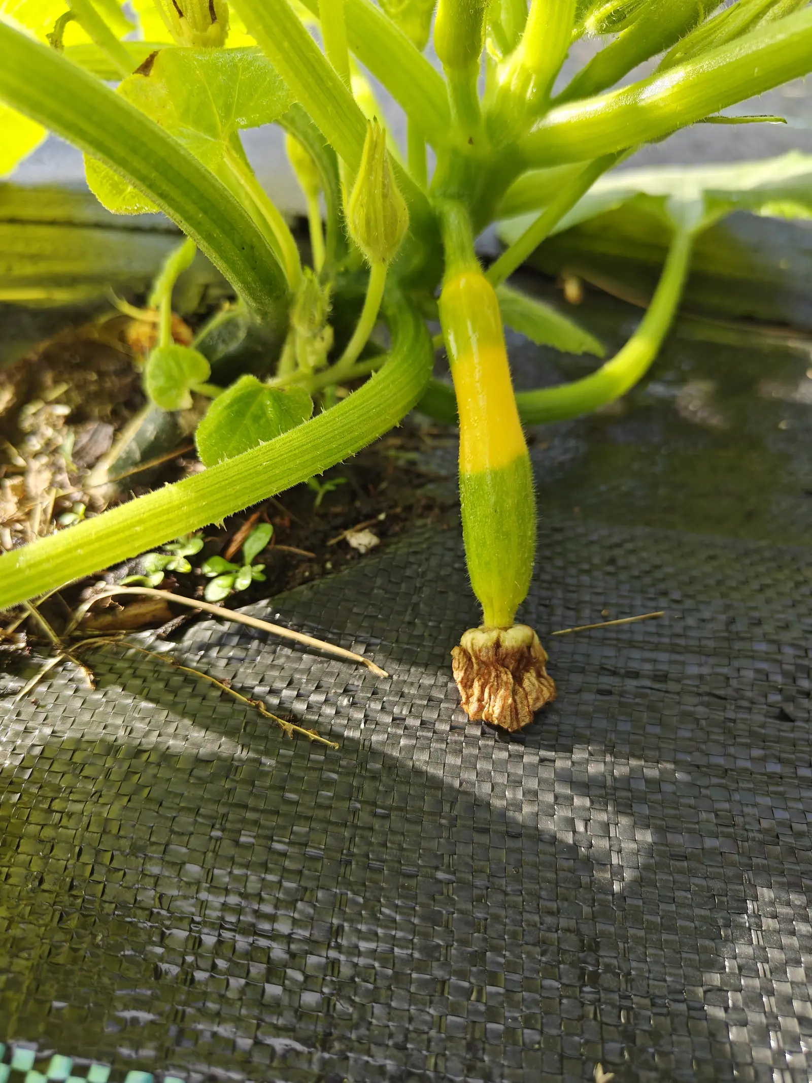 A Zephyr squash on 29 June, butter-yellow to the waist and abruptly green below it where the two colors meet in a clean band, its shriveled flower still pleated at the tip and resting on ground that shines wet in the early low sun.