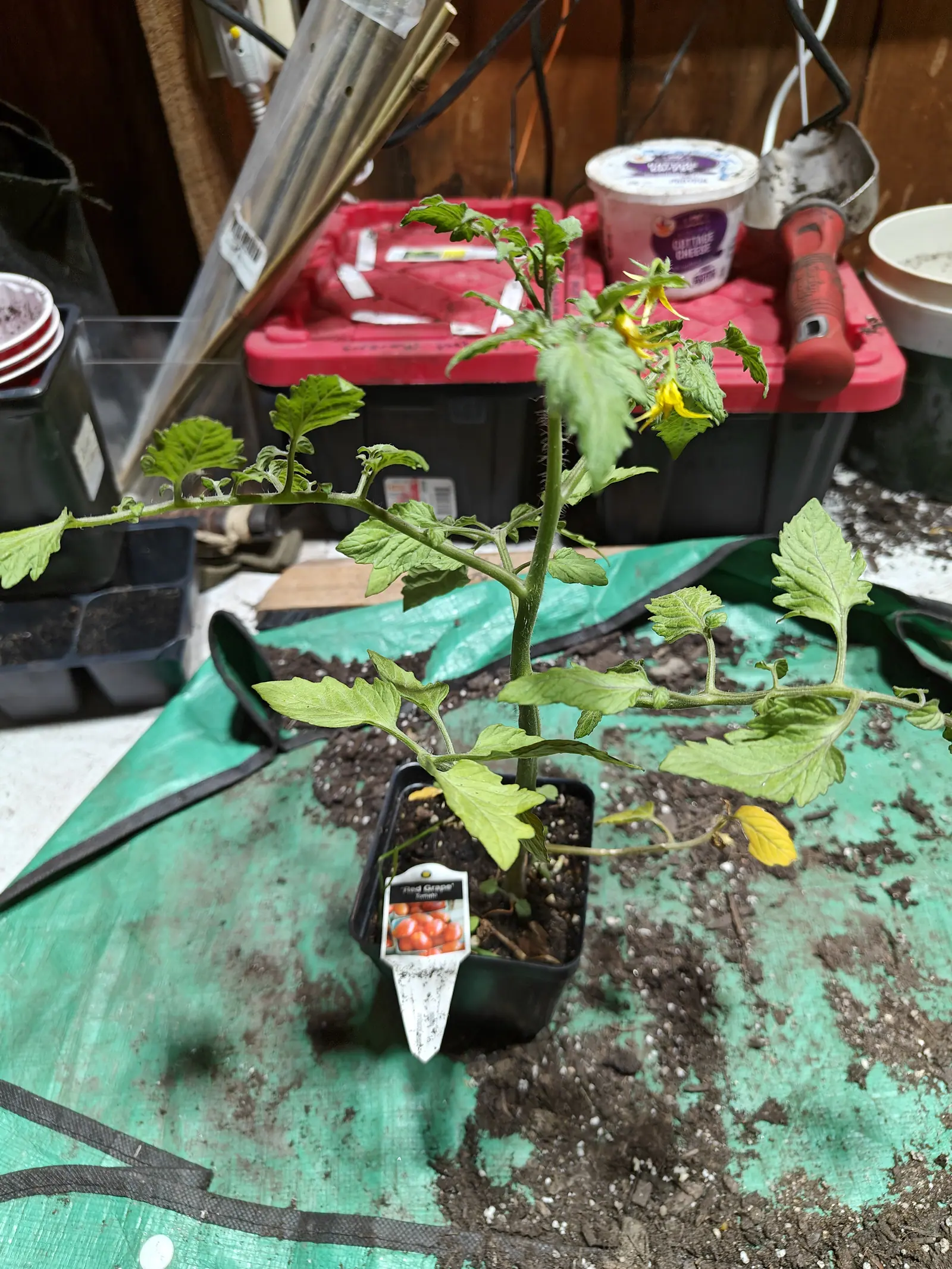 A Red Grape tomato on 29 June, leggy enough that its lower branches sprawl well past the rim, with three or four yellow flowers out to one side, their petals flexed back into stars off cups of hairy sepals, under dim electric light.