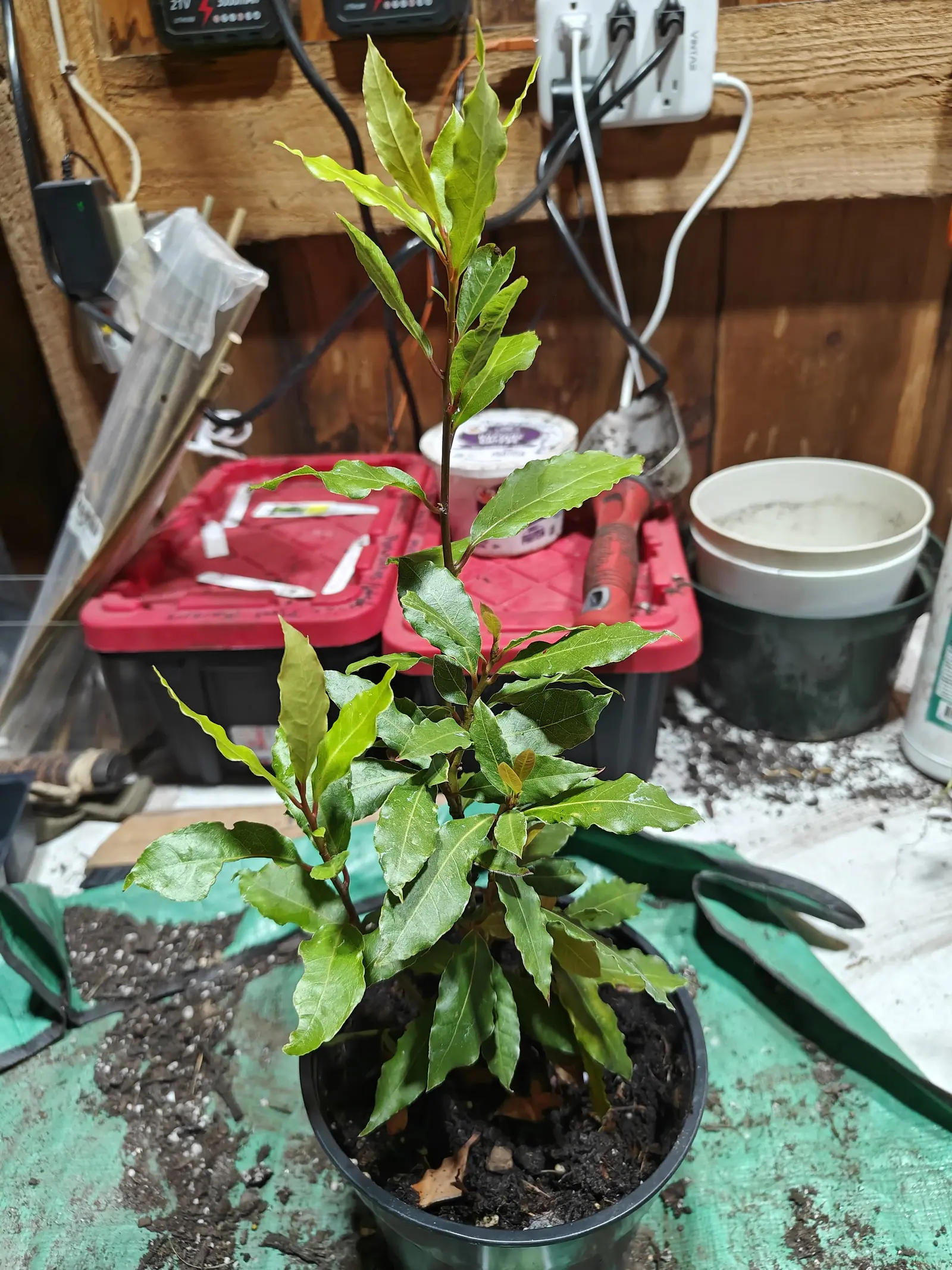 A Sweet Bay on 29 June, its leathery leaves crimped and rippling in and out along every edge over red-brown wood, the newest pair at each tip still soft and bronze-gold, standing in warm dim indoor light with no sun on it at all.