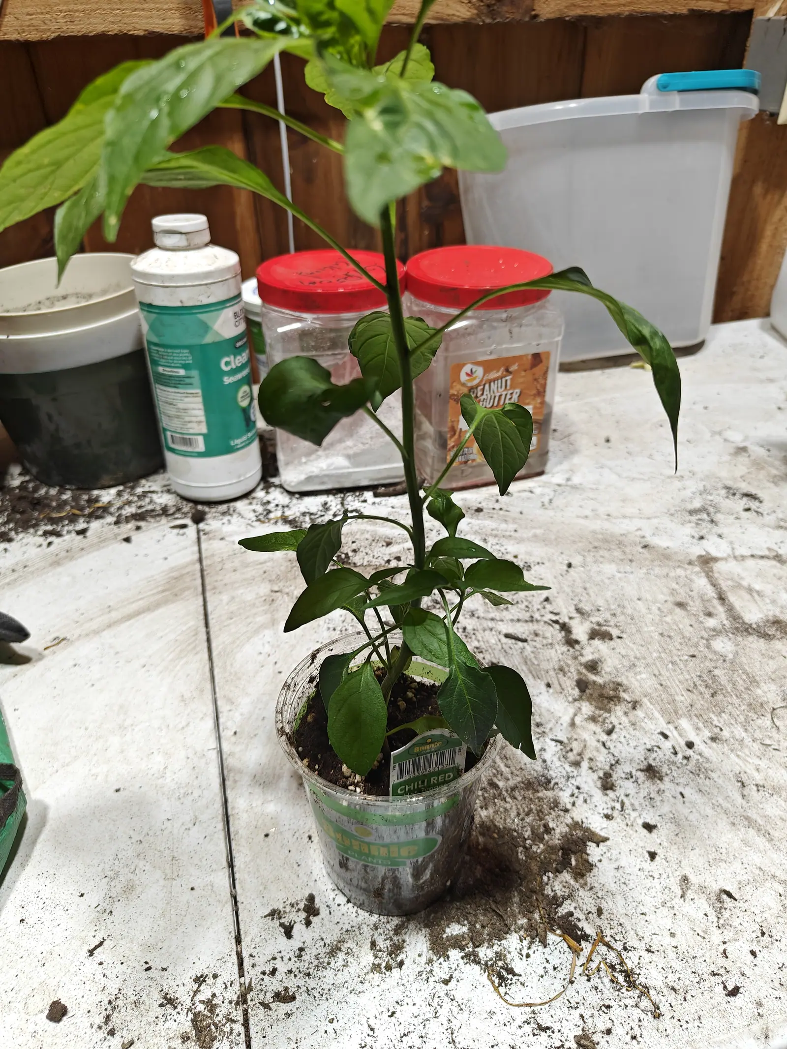 A Chili Red pepper on 29 June drawn up on a single slim stem with its branches left far behind at the base, the two longest leaves at the top folding over almost horizontal, in dim flat light against a warm brown plank wall.