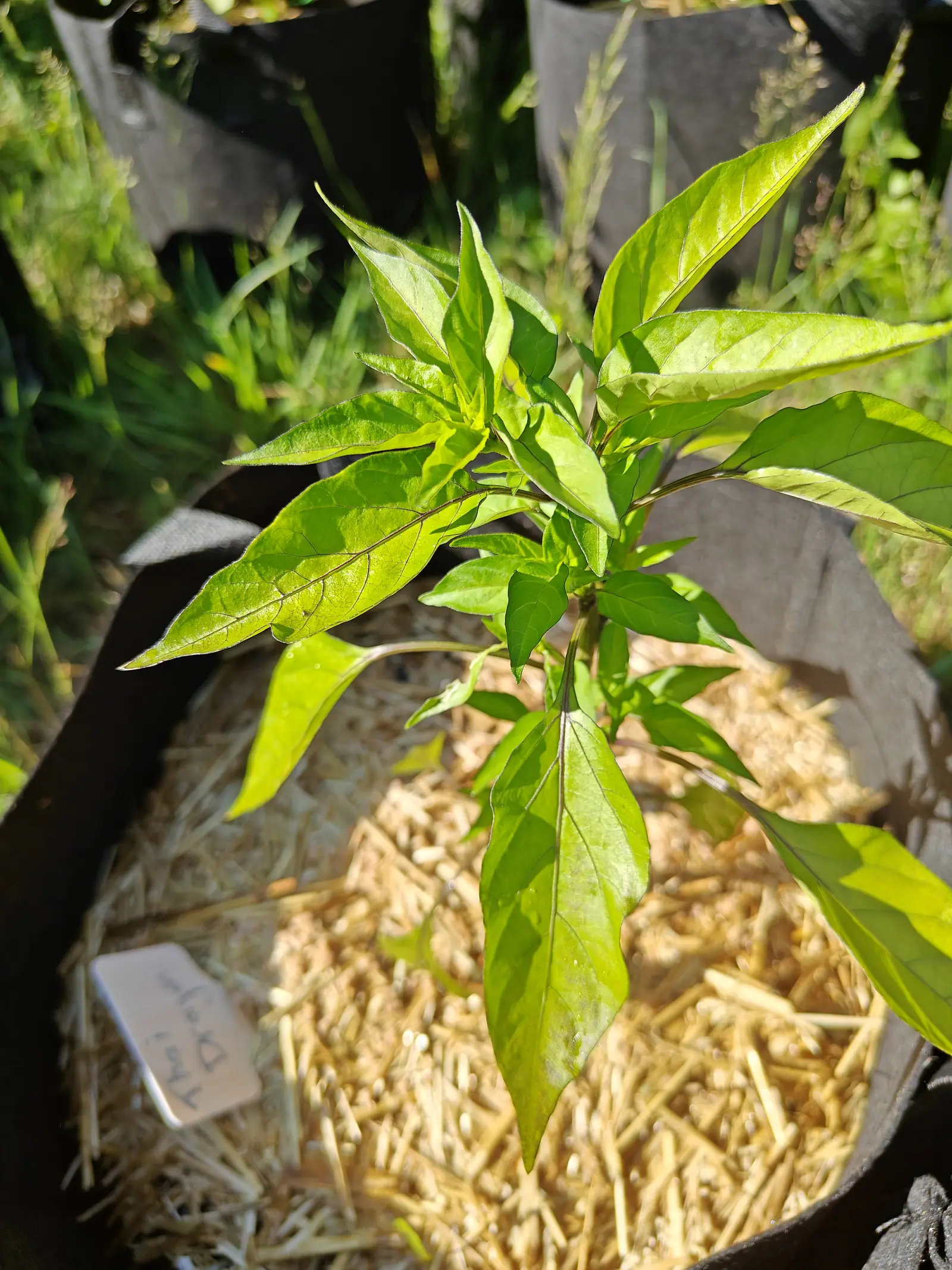 A Thai Dragon pepper on 29 June with every vein stained dark purple-maroon, so the tracery reads right through each blade where the low sun shines from behind it, the new growth still bunched and folded at the tip and rimmed with light.