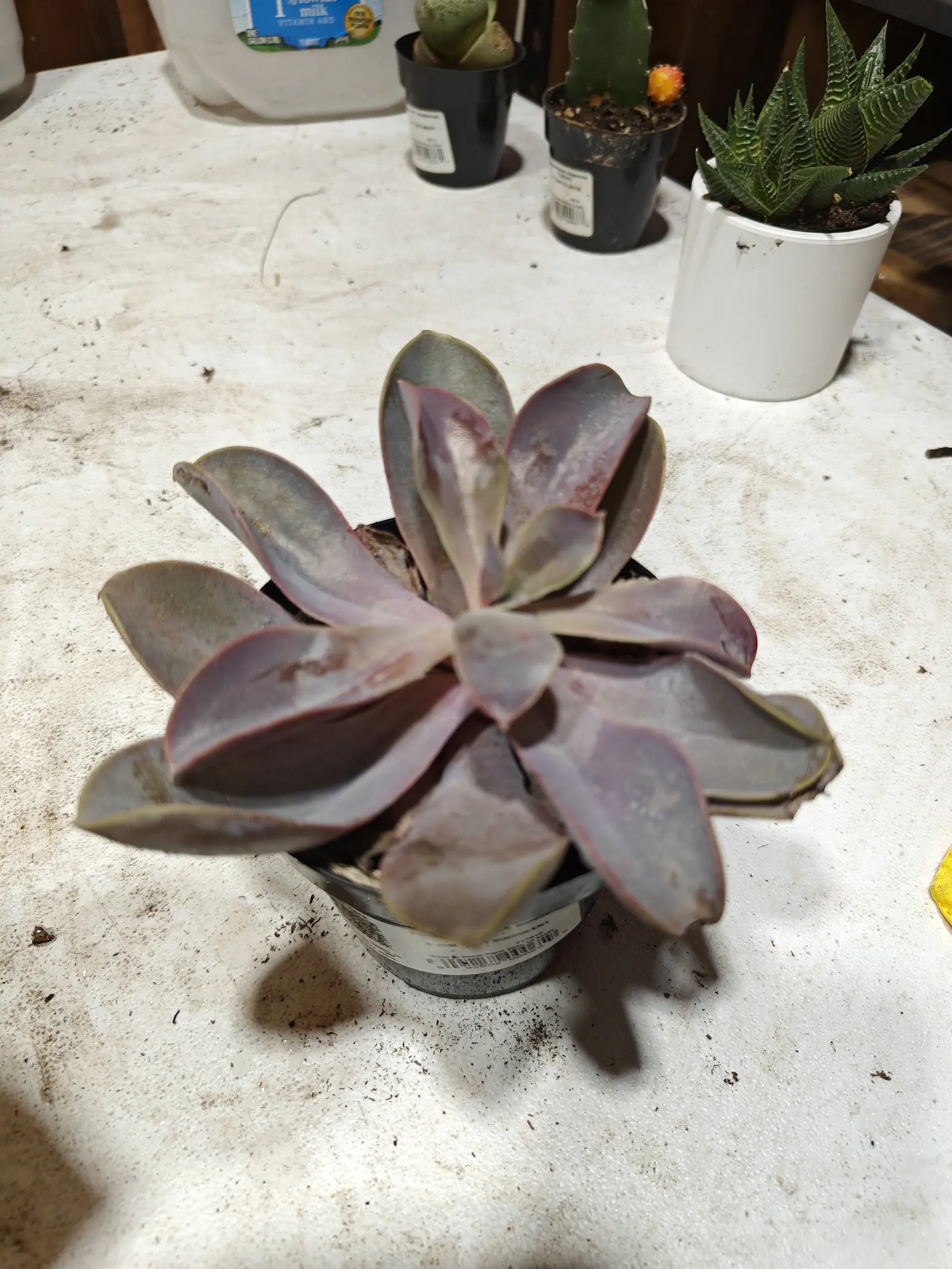 A flat open spiral of some sixteen spoon-shaped leaves on 29 June, dusty gray-lavender under a chalky bloom rubbed away in patches to the pink-mauve beneath, each edge and tip lined dull red inside a thread of pale yellow-green.