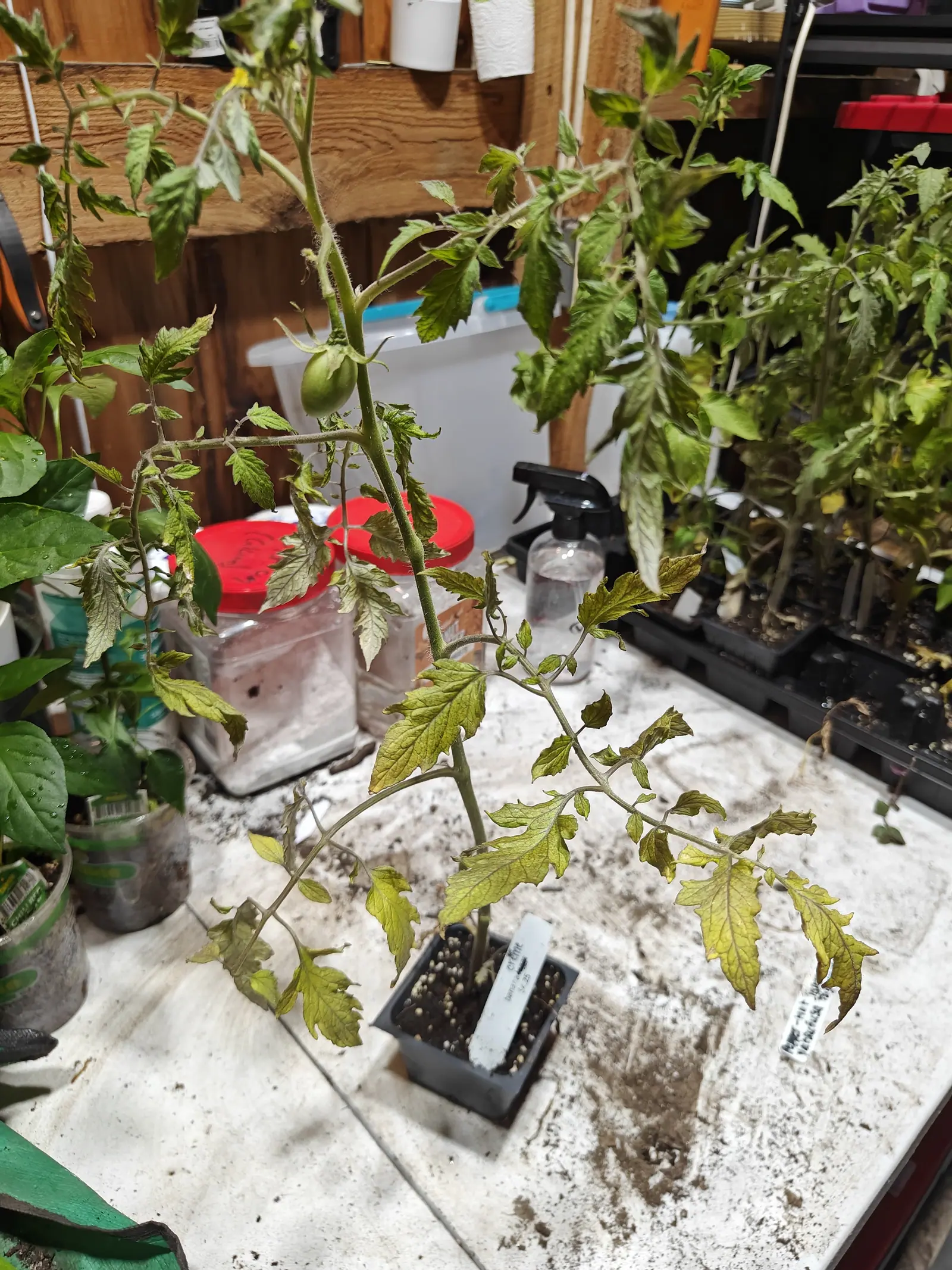 A Banana Creme tomato on 29 June run up to three times the height of its own pot with long bare stretches between the leaves, one small egg-shaped fruit set high on the stem in a star of sepals, the leaf margins tinted brownish-purple.