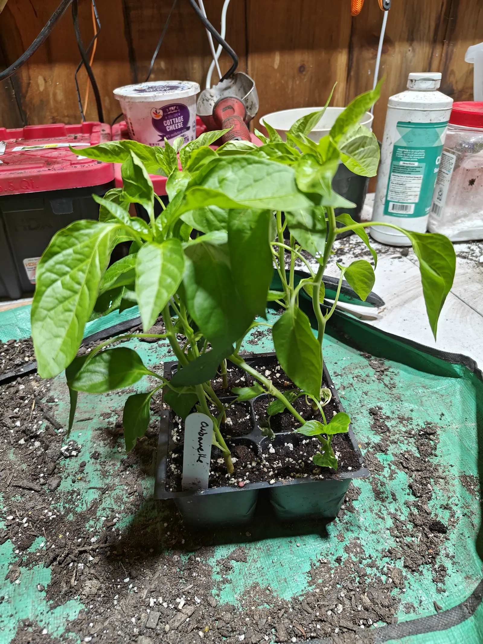 Cubanelle peppers on 29 June, four or five so far past their cells that the kinked stems lean right out over the sides, their puckered leaves catching a hard sheen, while one straggler beside them holds three leaves and has lost part of one.