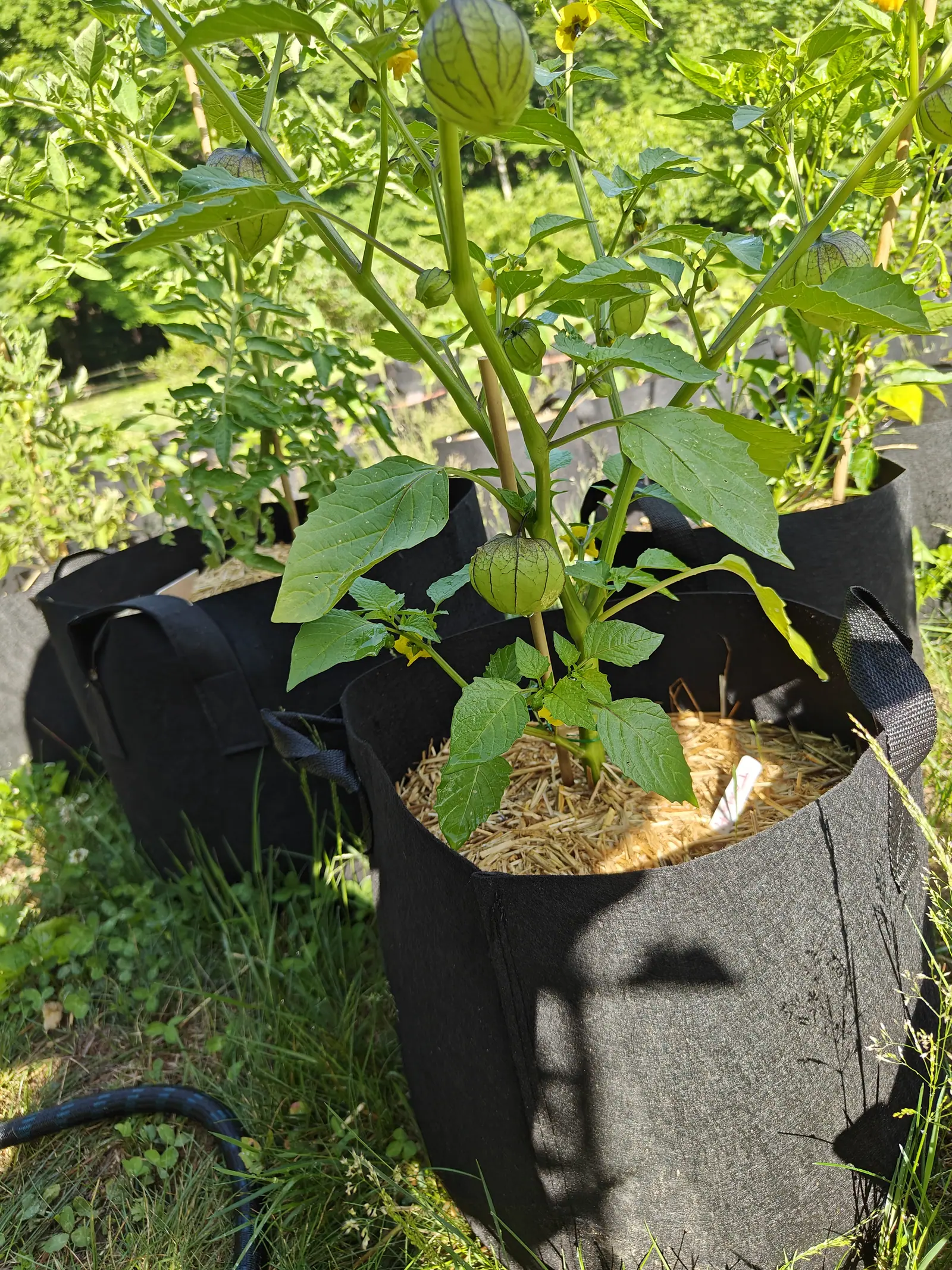 Purple Blush tomatillos on 29 June, eight or ten husks hanging taut and netted over with dark purple-brown ribs, the biggest hanging full and the newest barely swollen, all of it side-lit from the left with long low shadows drawn out.
