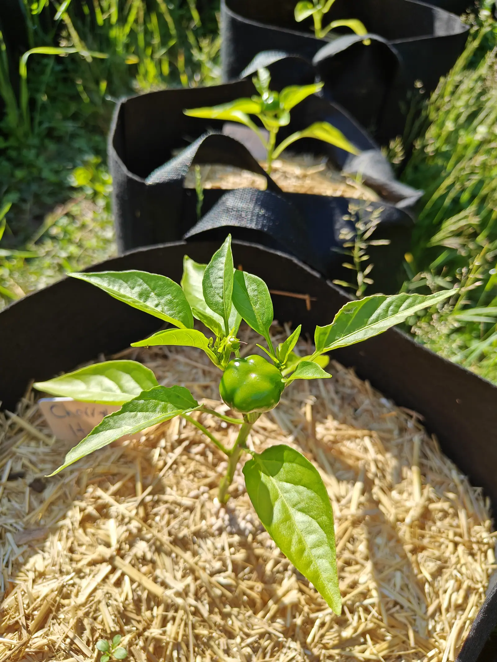 A Cherry Hot pepper on 29 June, one squat fruit at the crown with three or four soft vertical lobes and a dimple at the top, a second ovary swelling beside it, and the sun through the leaves turning their edges translucent yellow-green.