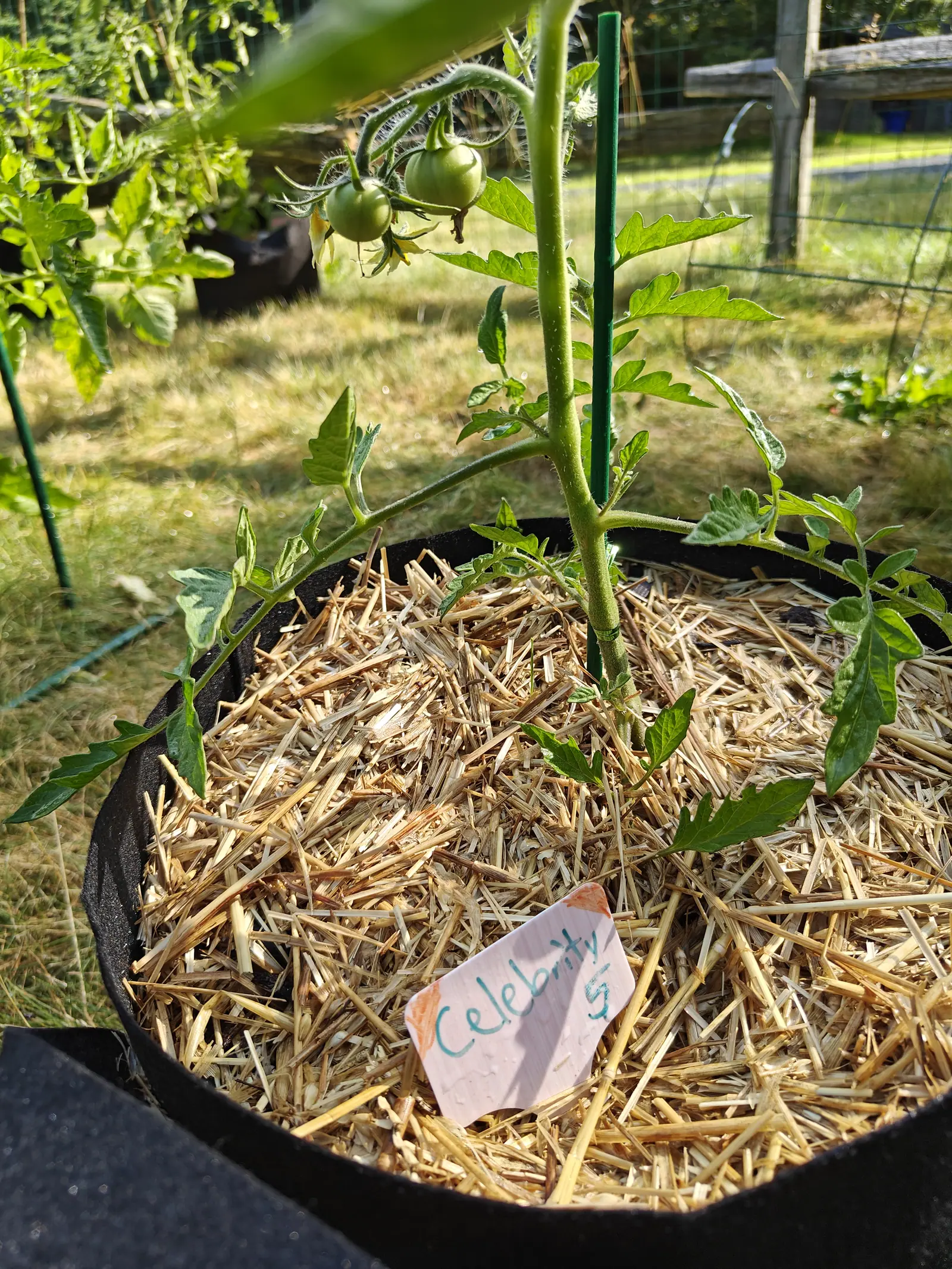 A Celebrity tomato on 29 June with a truss of three round green fruit hanging clear of the leaves and two spent yellow flowers still on the same stalk, the lawn behind it bleached right out to the fence line by late-afternoon sun.