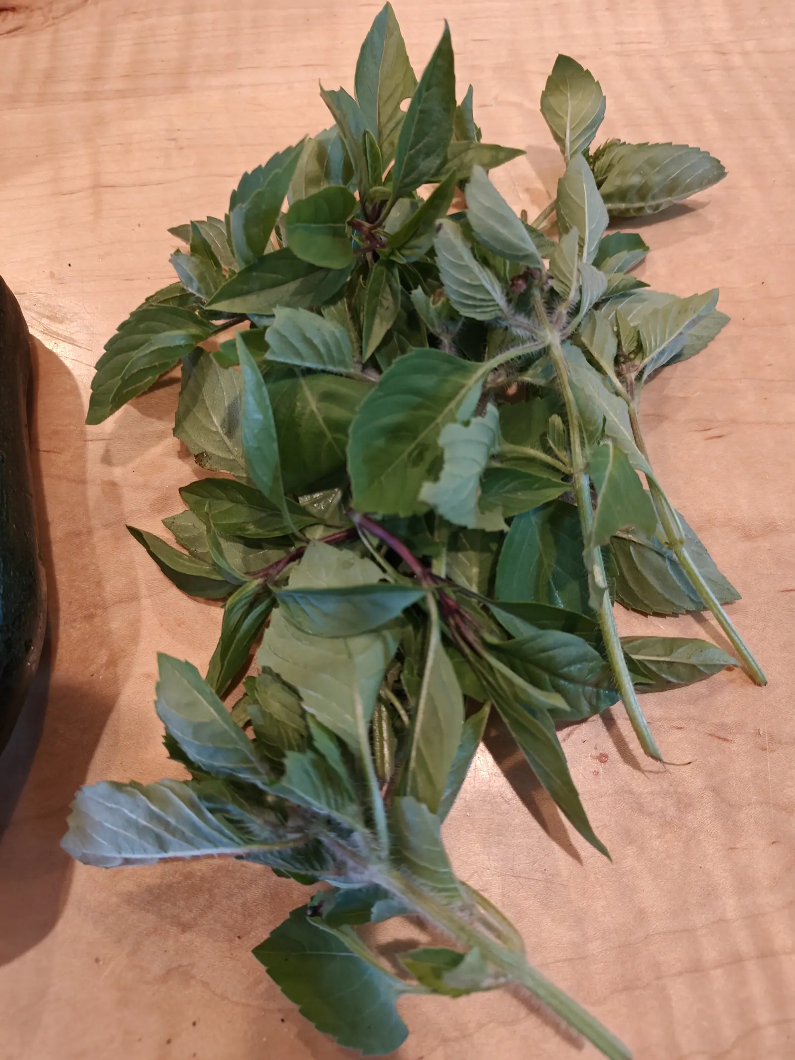 Purple Basil cut on 29 June and laid out indoors, the stems magenta the whole way down but the blades green throughout, each pair set at right angles to the last, two of the tips already stacked with whorls of dusky purple buds.