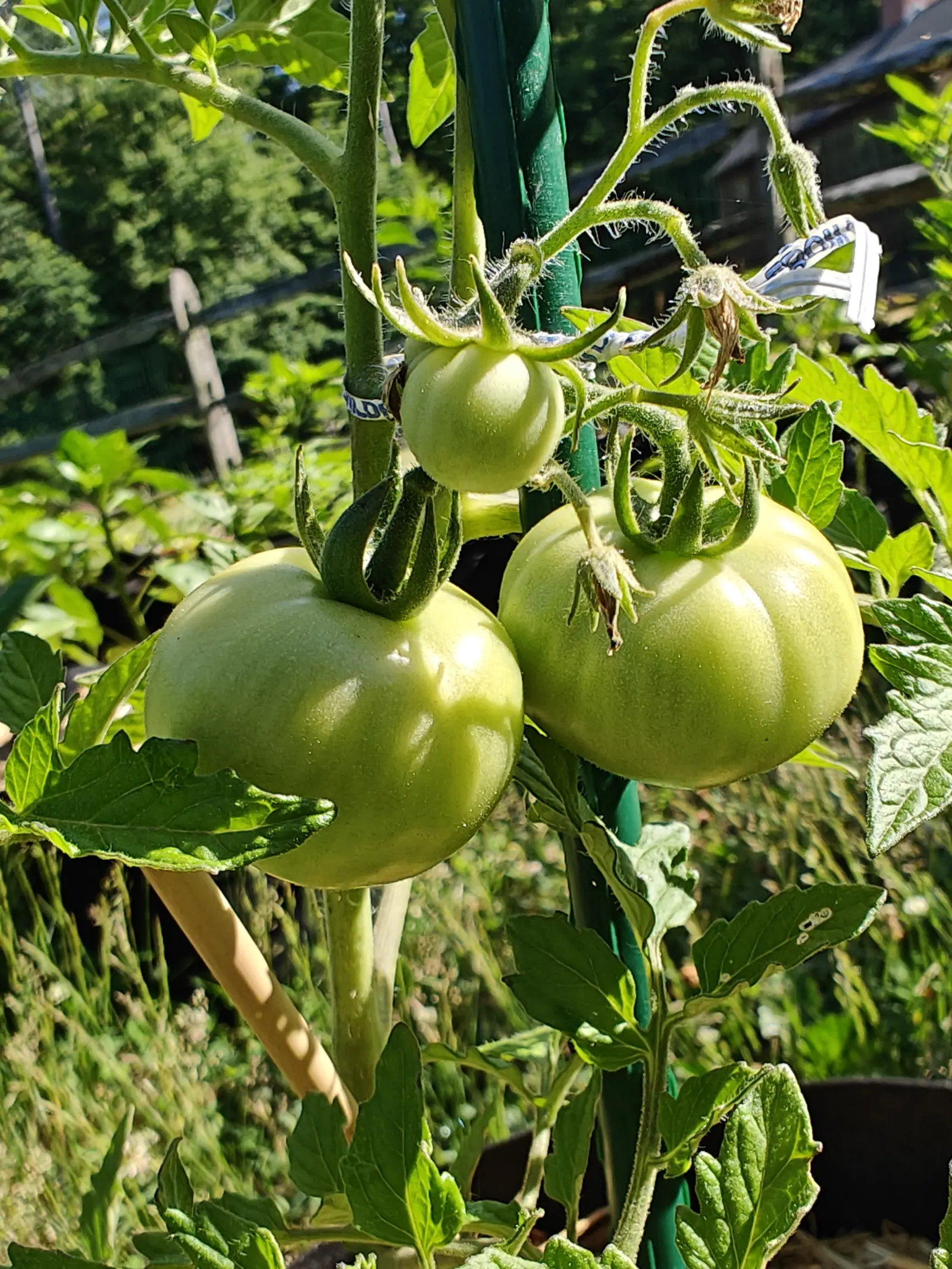 Oregon Spring tomatoes on 29 June, three flattened globes on one truss still matt pale green under a faint bloom, each capped by five or six long recurved sepals, the hairy stalks kinked at the knuckle and the leaves silvered by hard low sun.