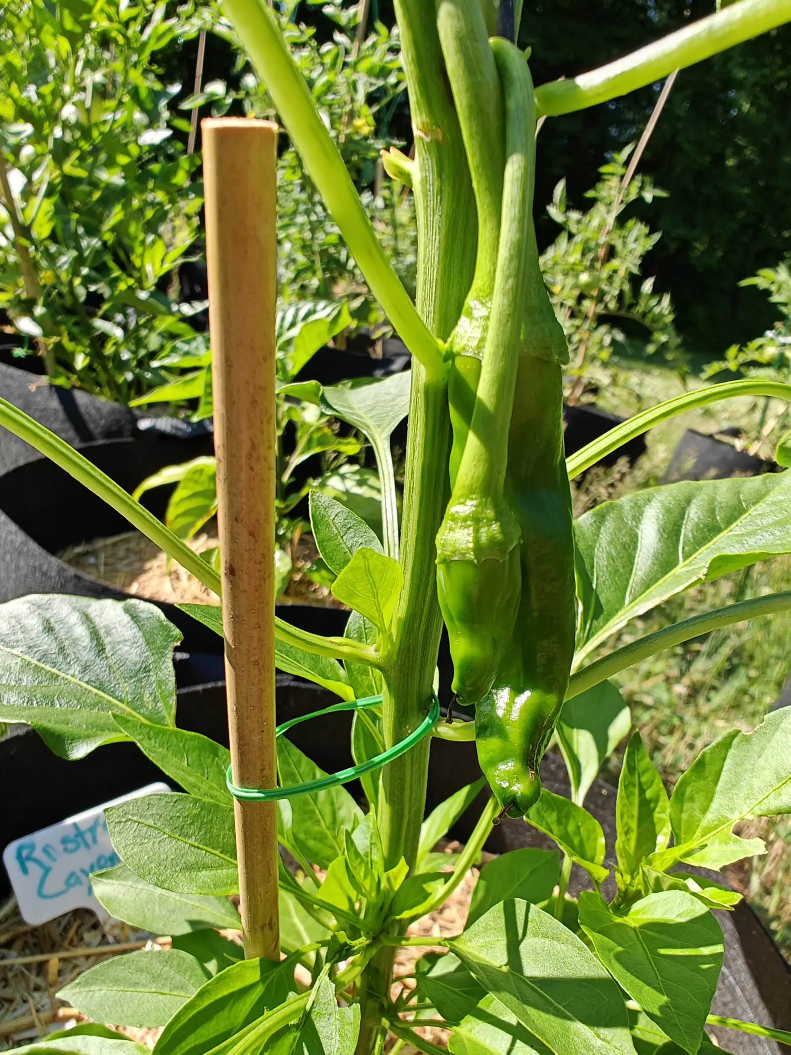 A Ristra Cayenne pepper on 29 June, two pods hanging straight down side by side four or five times longer than they are wide, each creased lengthwise and hooked at the tip, with a dark treeline out of focus behind them in strong side sun.