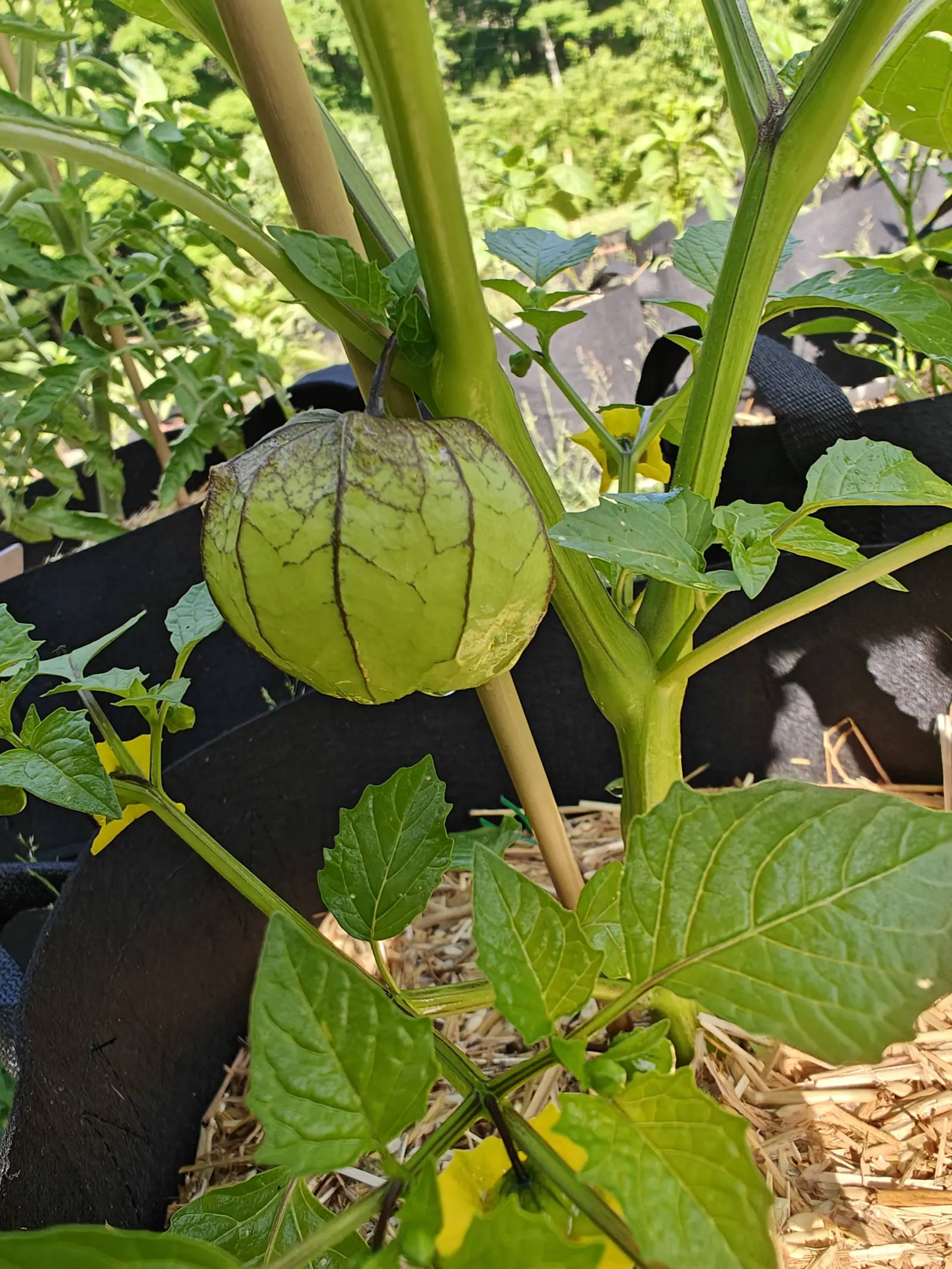 A tomatillo on 29 June hanging from a thin dark stalk, its husk drawn tight and ribbed pole to pole with every rib and its branchings stained deep purple-brown, and the shoulders already drying brown, in dappled morning sun.
