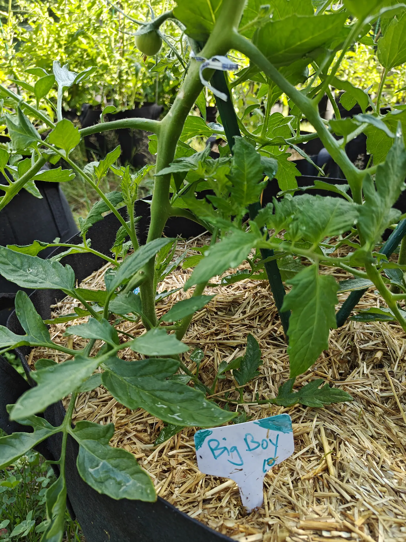 A Big Boy tomato on 29 June looked down into, one fruit swinging from a jointed hairy stalk with the shriveled flower still stuck to its tip and a second only just set on the main stem, a sunlit treeline filling the top of the frame.