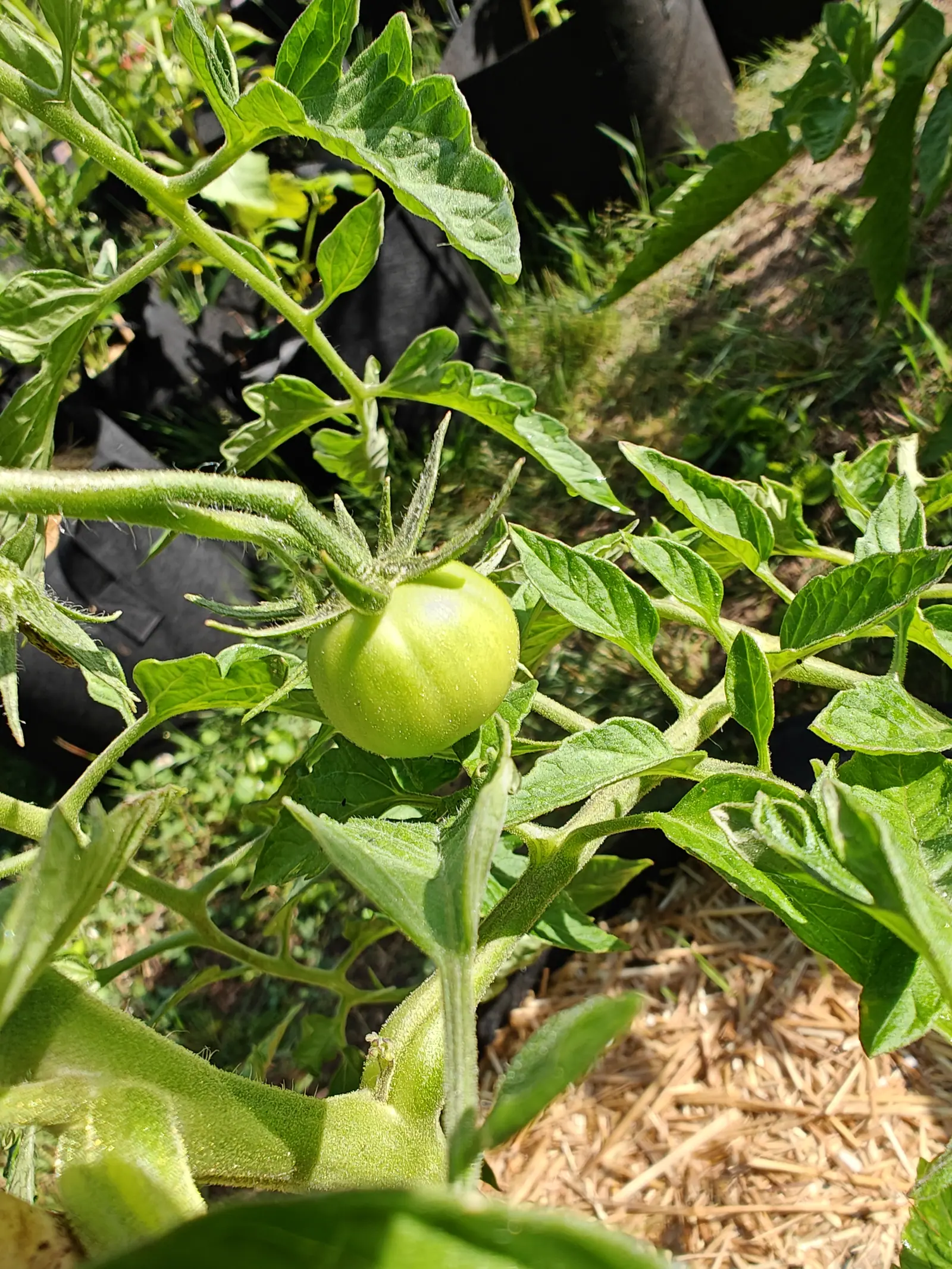 A Sunray tomato on 29 June seen down through its own leaves, a pale matt globe faintly ribbed at the shoulders and still holding fine dew, its stalk and sepals furred so thickly with white hairs that they catch the sun before the fruit does.