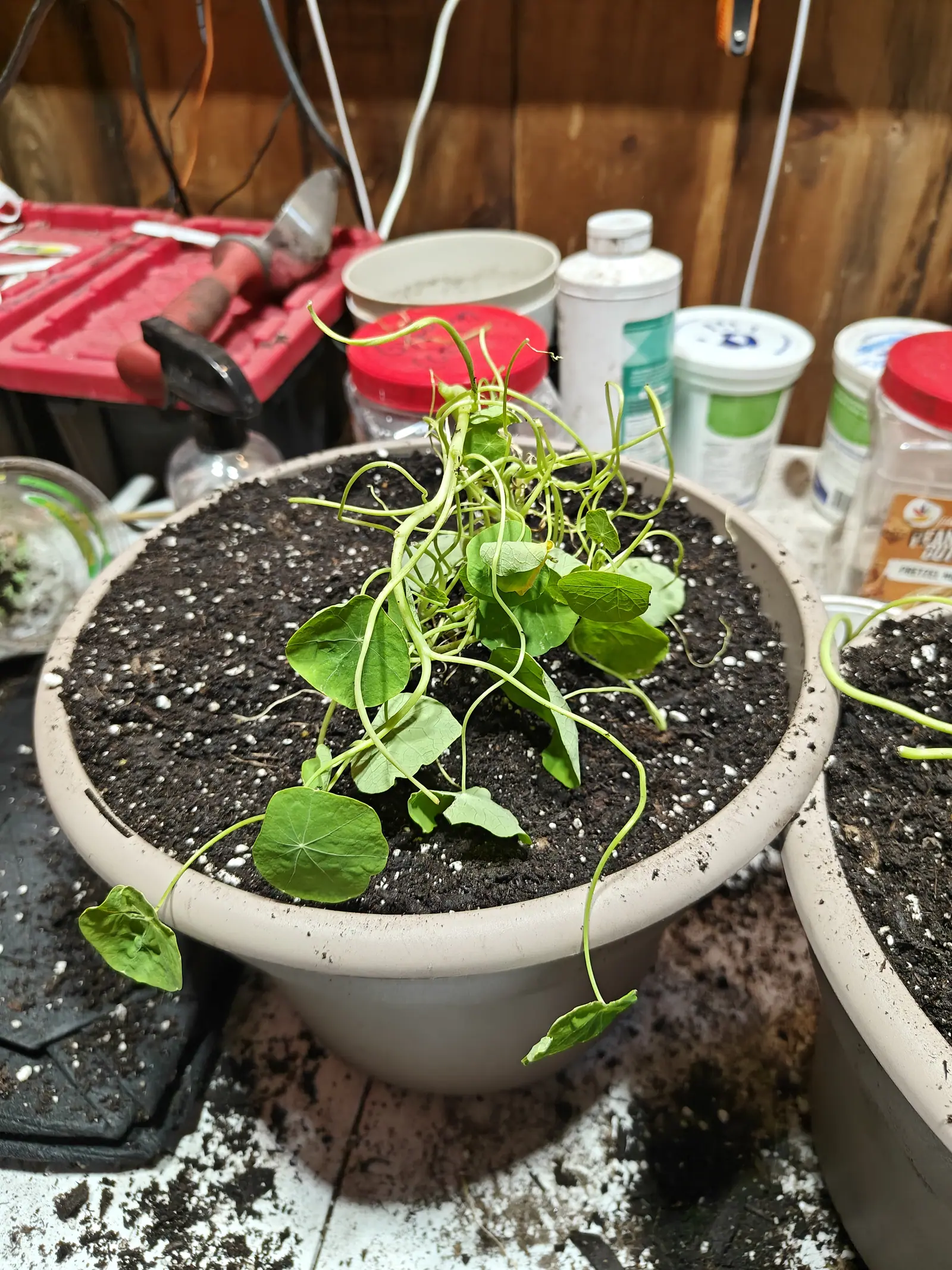 A dozen Jewel Mix nasturtium seedlings on 29 June drawn so thin that the stems loop rather than stand, laying most of the round shield leaves flat on the compost with two trailing right off the rim into space, under indoor light.