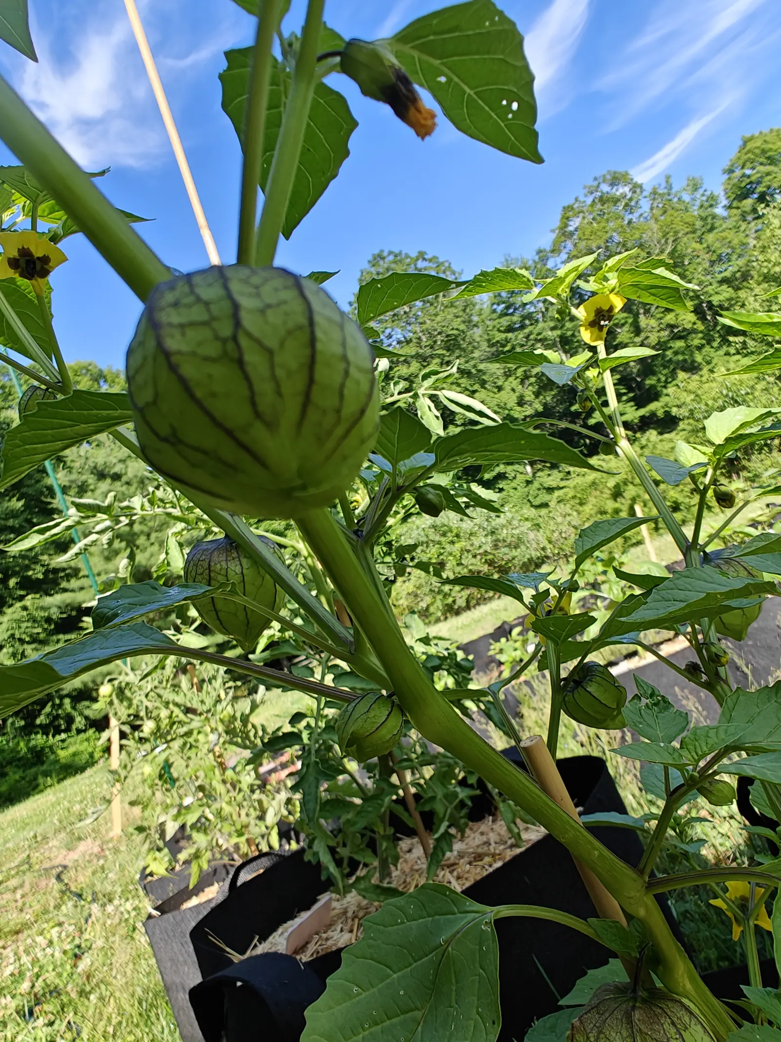 A Purple Blush tomatillo on 29 June seen from underneath, its husk drawn so tight that the ten purple-stained ribs stand out and the skin between them reads faintly translucent, with cirrus streaking the blue sky right behind it.