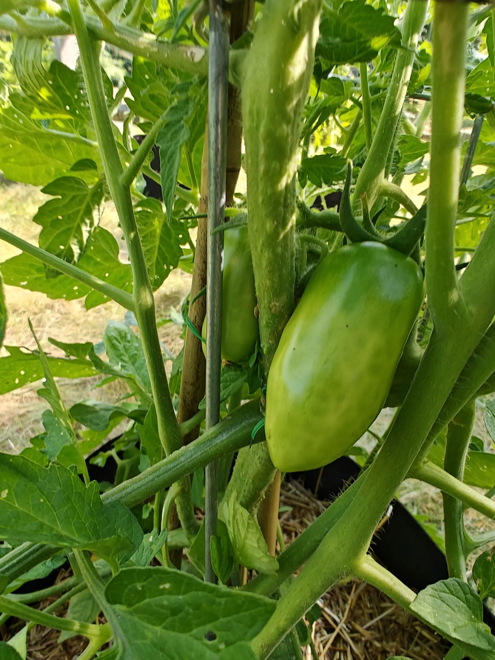 A San Marzano Roma tomato on 29 June, twice as long as it is wide with squared shoulders and a deeper green band laid across its middle, the sepals curving back over the top, hanging in warm low light among leaves streaked and holed.