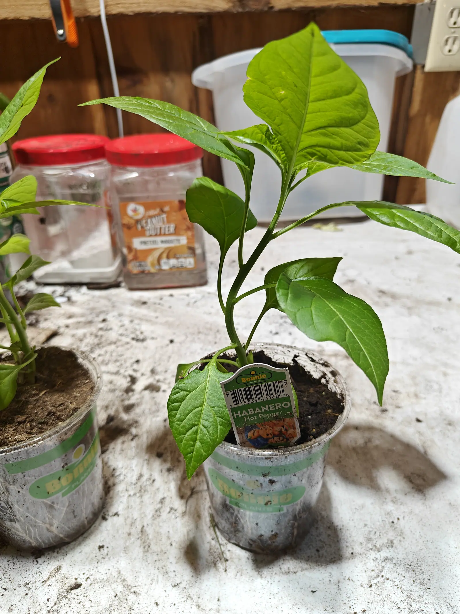 A Habanero on 29 June, still one upright stem gone slightly woody at the base, its glossy leaves drawn to fine drip points and the largest at the top held almost vertical and cupped, on a compost-dusted bench under dim indoor light.