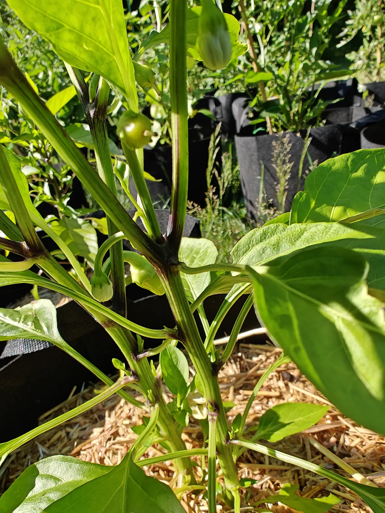 A Santa Fe Grande pepper on 29 June, the purple-black staining at every node and fork the loudest color in the frame, one small fruit standing erect with the dried style still on its tip and a bud nodding below it in hard morning sun.