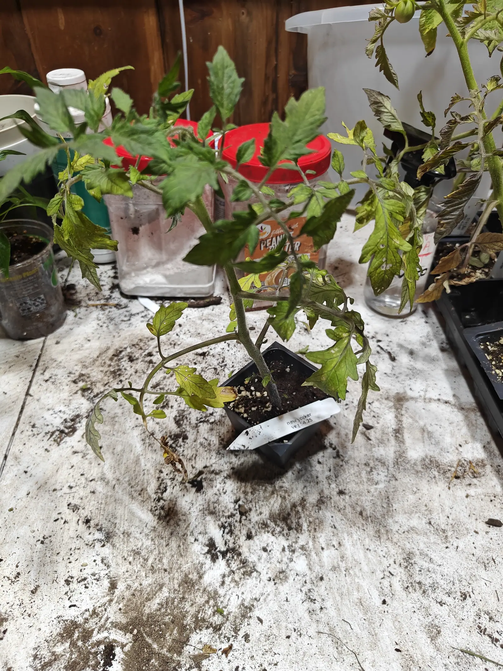 A New Yorker tomato on 29 June leaning off its own stem, one long side branch flopped down and away across the bench, the leaves above it mid-green and those below paled to lime with papery brown tips, in dim indoor light.