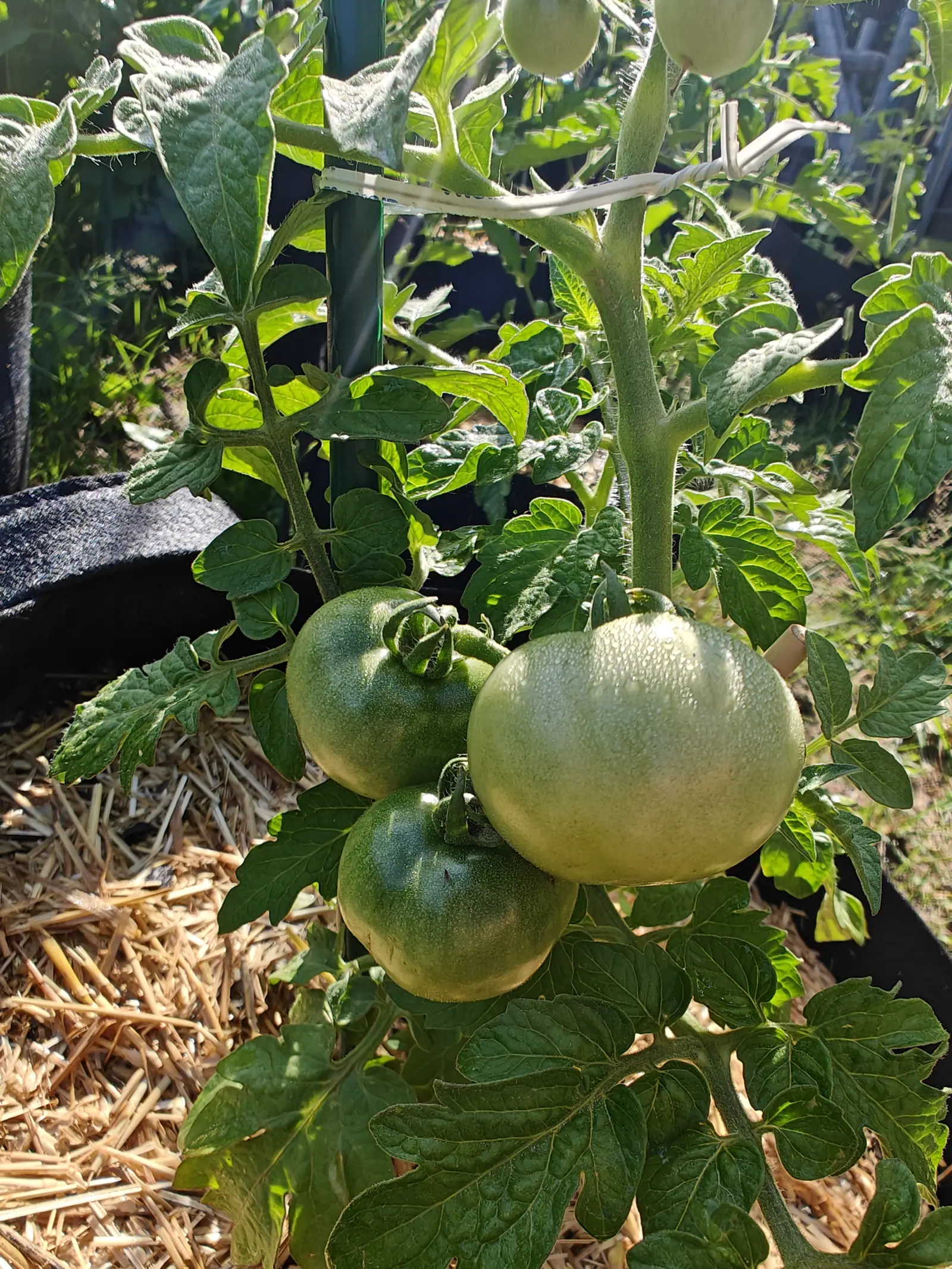 Czech’s Bush tomatoes on 29 June, three crowded onto one thick stalk just above the mulch, the largest a broad whitish-green globe ribbed round the shoulders and dewed across its sunlit top, every hair on the plant rimmed silver by low sun.