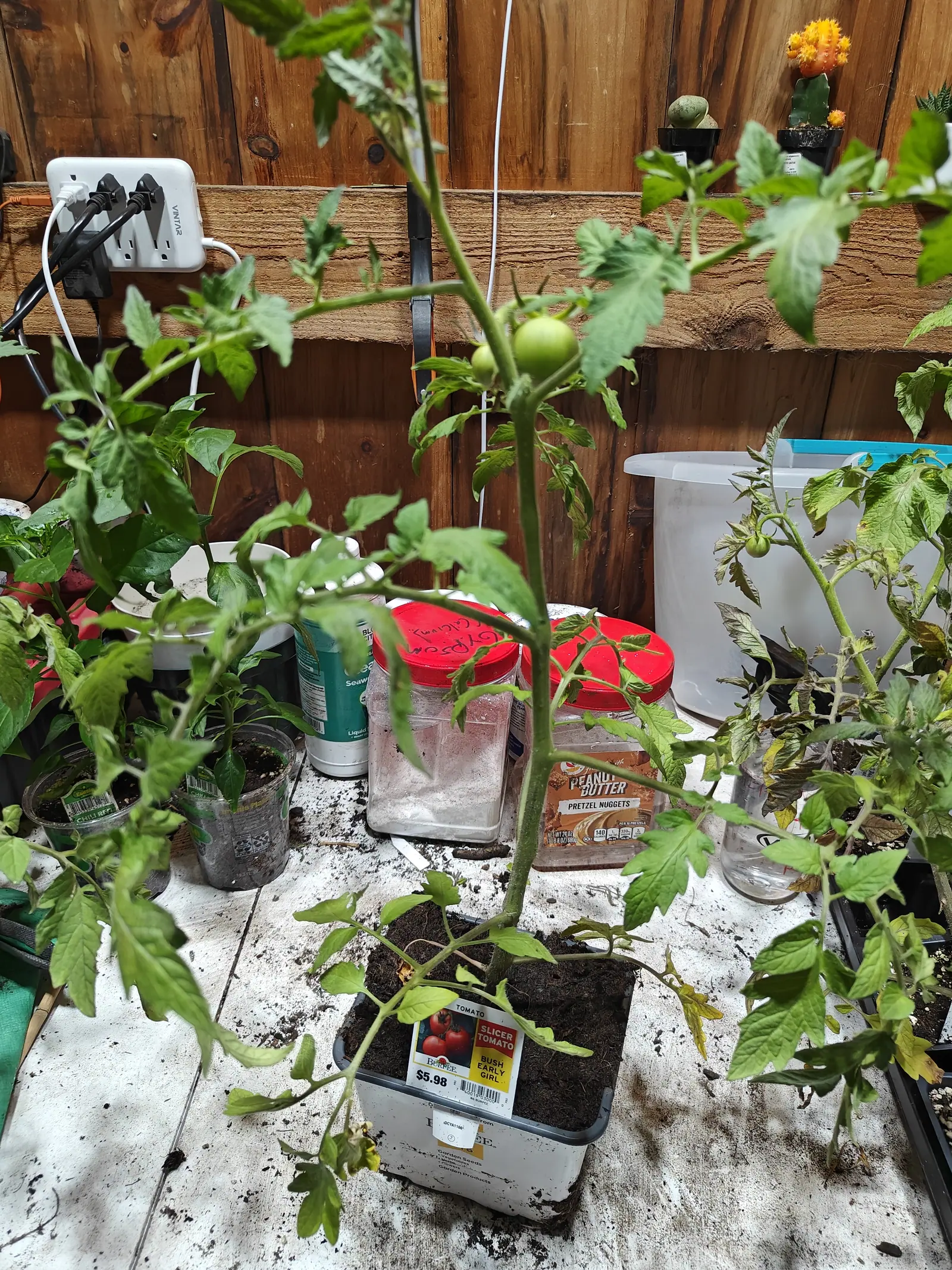A Bush Early Girl tomato on 29 June, long bare stretches of stem between branches that lean out in every direction, one round green fruit set midway up with a smaller one beside it, and a cactus in bright orange flower on the shelf above.