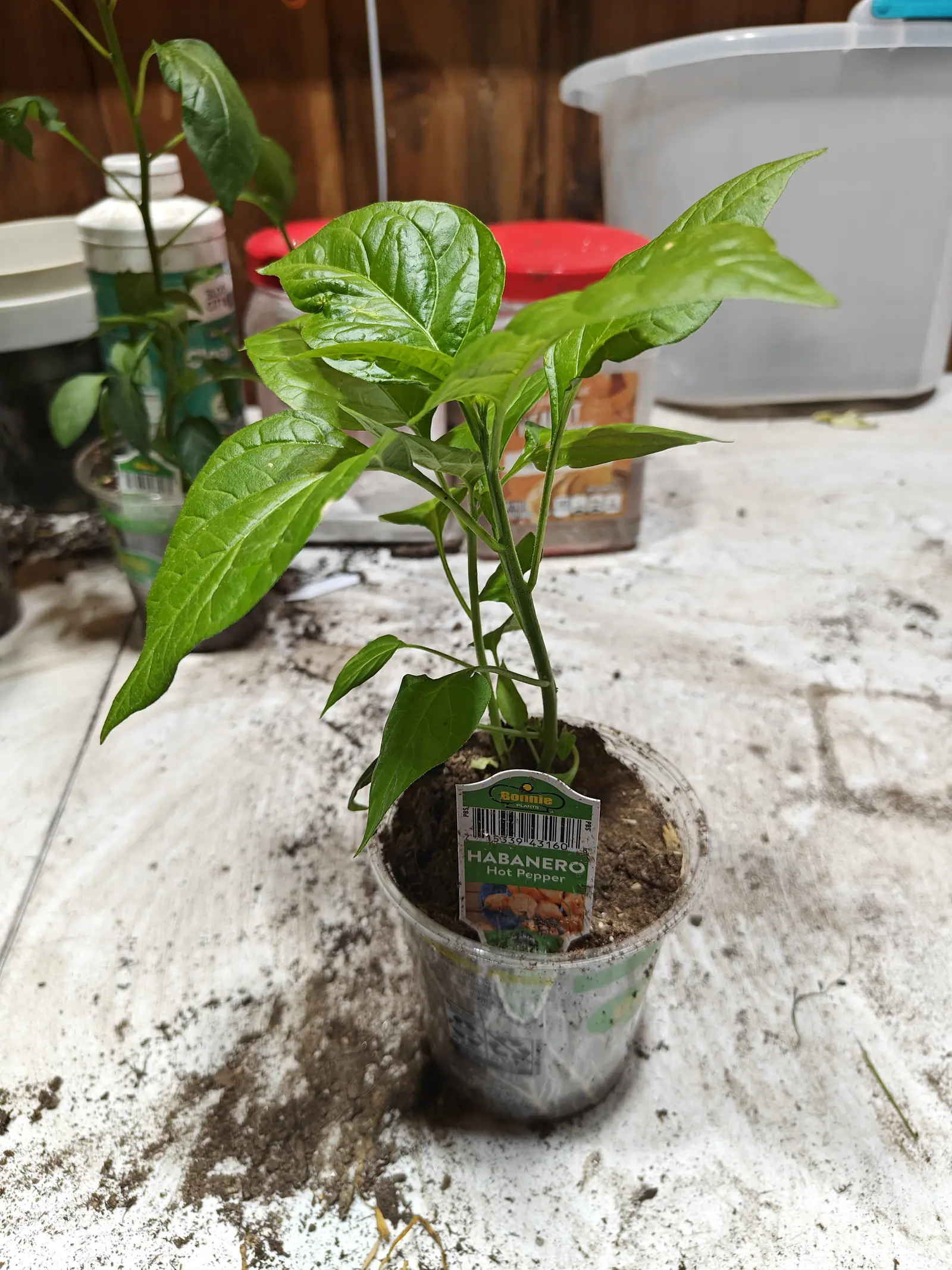 A Habanero on 29 June holding its largest leaves out flat to left and right in a wide low silhouette, each blade quilted between neat arching veins and drawn to a fine tip, its shape thrown against a bare plank wall in dim indoor light.