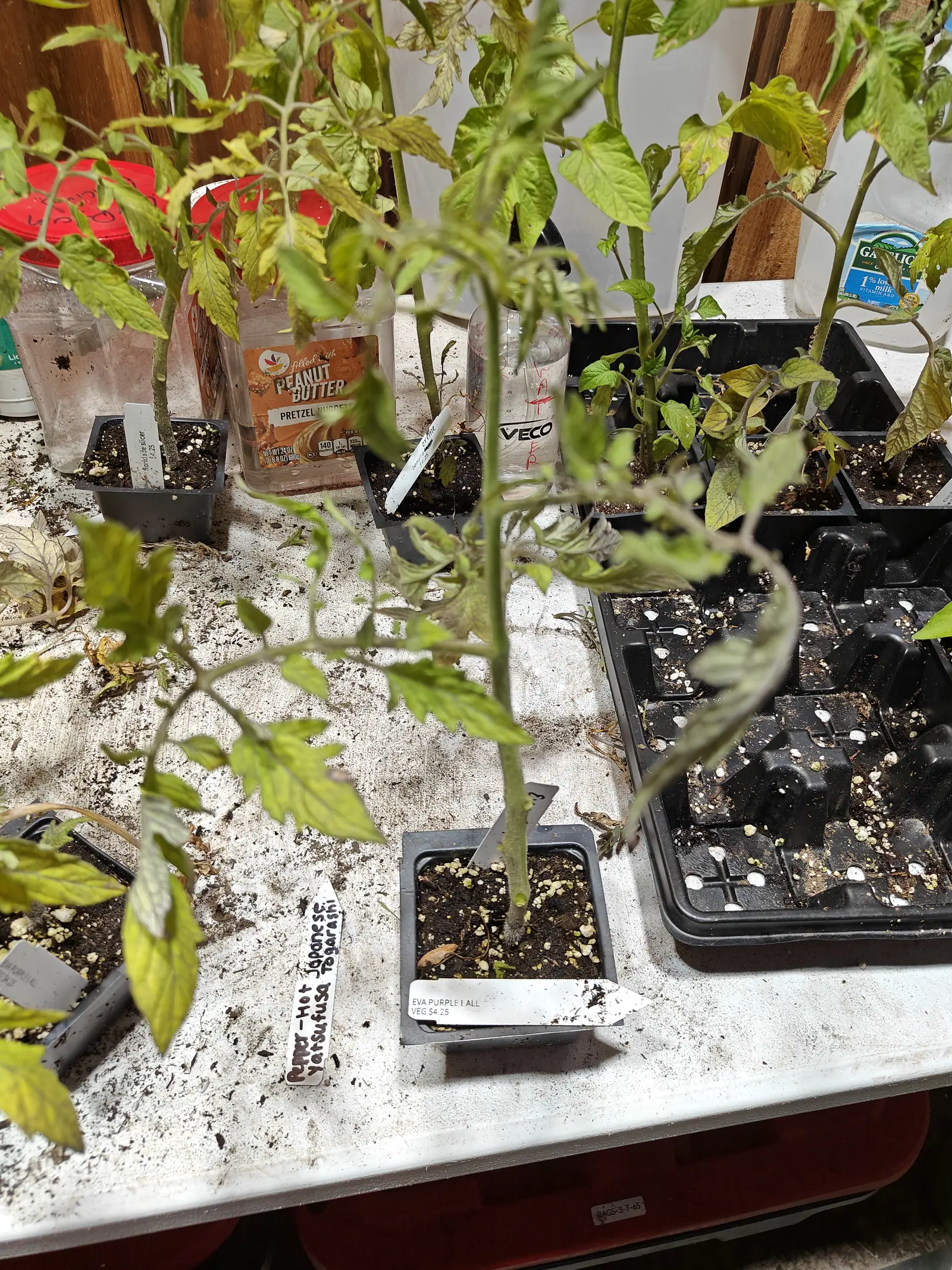 An Eva Purple Ball tomato on 29 June, pale yellow-green from tip to base with the oldest leaves curled dry, standing among cut-down food jars and a drink bottle pressed into service as cloches on a bench between bare wall studs.