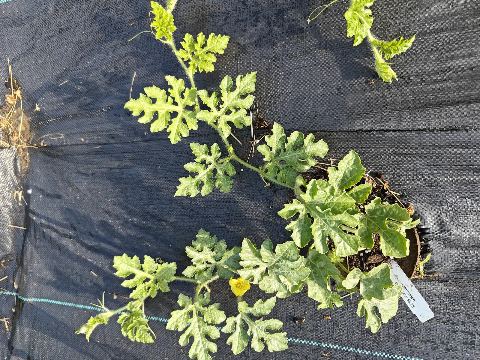 A Sugar Baby watermelon on 29 June, six or seven gray-green leaves cut deep into rounded lobes on stems bristling with stiff white hairs, one yellow flower open beneath them and a tendril reaching right out of the frame in hard low sun.