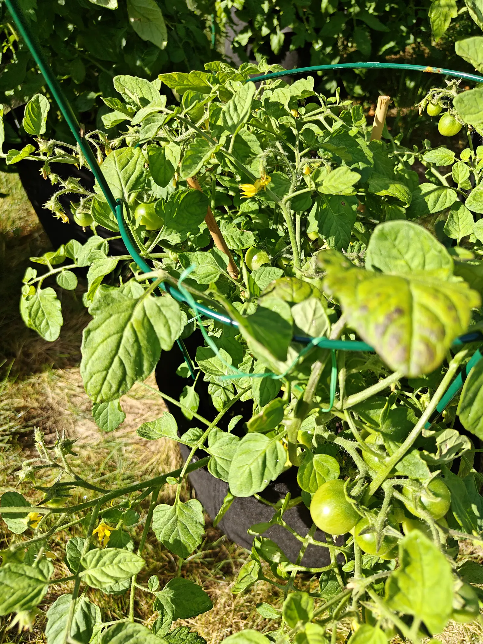 A Cherry Falls tomato on 29 June trailing its stems down over the rim and onto the ground instead of standing up, a dozen round green fruit hanging in loose clusters with yellow stars still opening, in sun hard enough to bleach the grass.