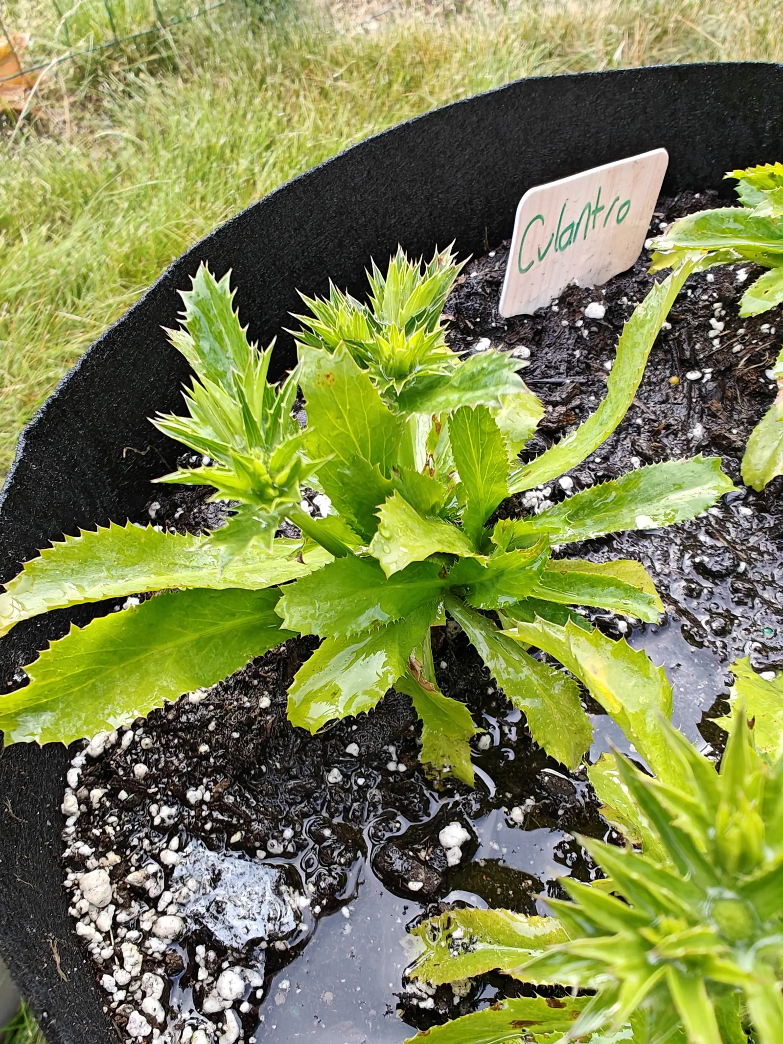 Culantro on 29 June with two spiny thistle-like heads pushed up out of one flat rosette of saw-toothed leaves, standing in soaked mix where pooled water has taken up the reflection of the whole sky, under flat shadowless light.