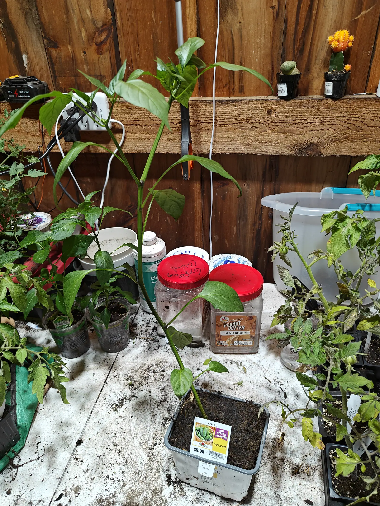 A Capeliente pepper on 29 June, leggy and leaning, bare-stemmed low down with all its new shoots bunched tight at the tip, in an outbuilding with no daylight in it at all and a grafted cactus glowing orange on the shelf behind.