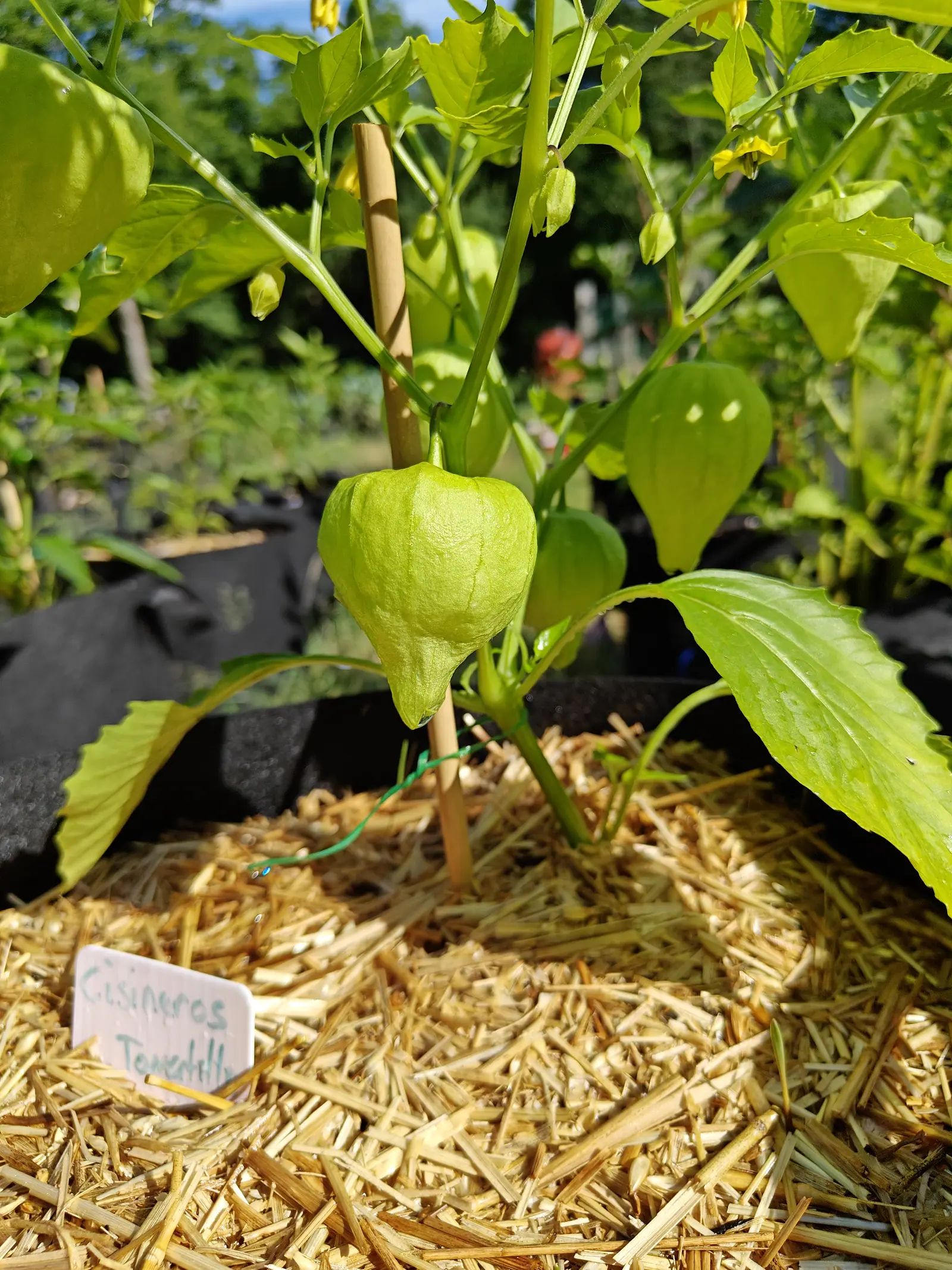A Cisneros tomatillo on 29 June, its husk smooth and only faintly ribbed and drawn down to a small pointed beak, hanging at eye level with three younger ones above it and one dark pink flower head burning out of focus behind.