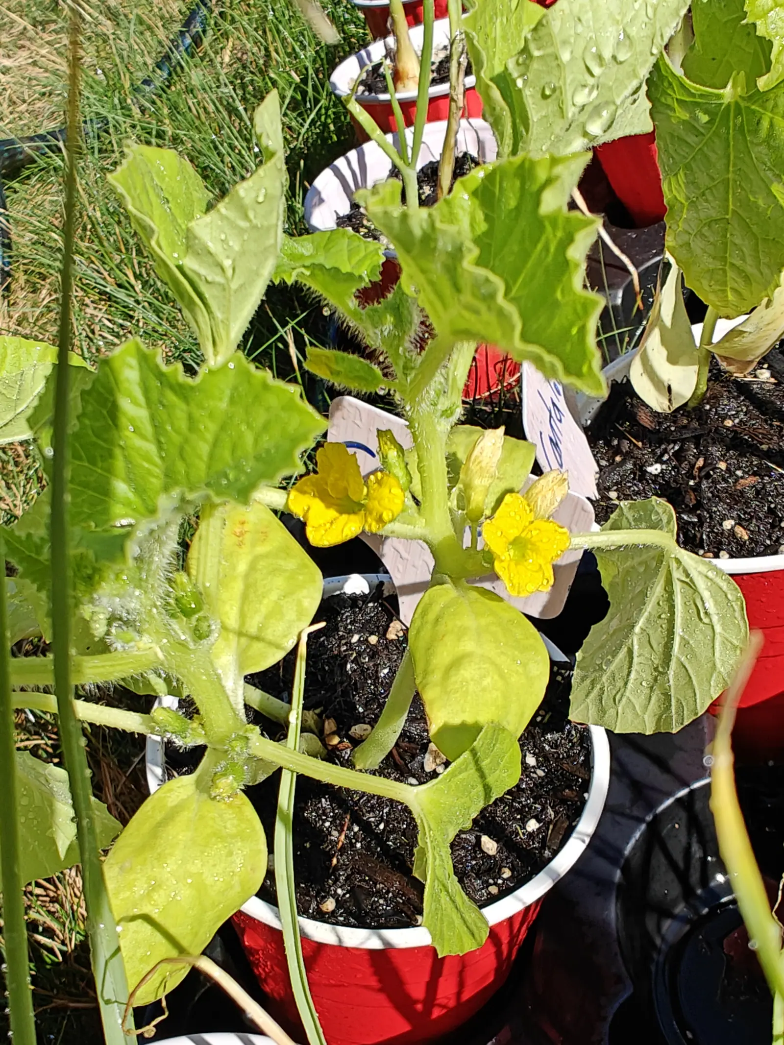 A seedling on 29 June in a red party cup set straight on the ground, its scalloped leaves puckered and still beaded from watering on stems thick with stiff pale bristles, three yellow flowers open at once and its siblings in cups behind.