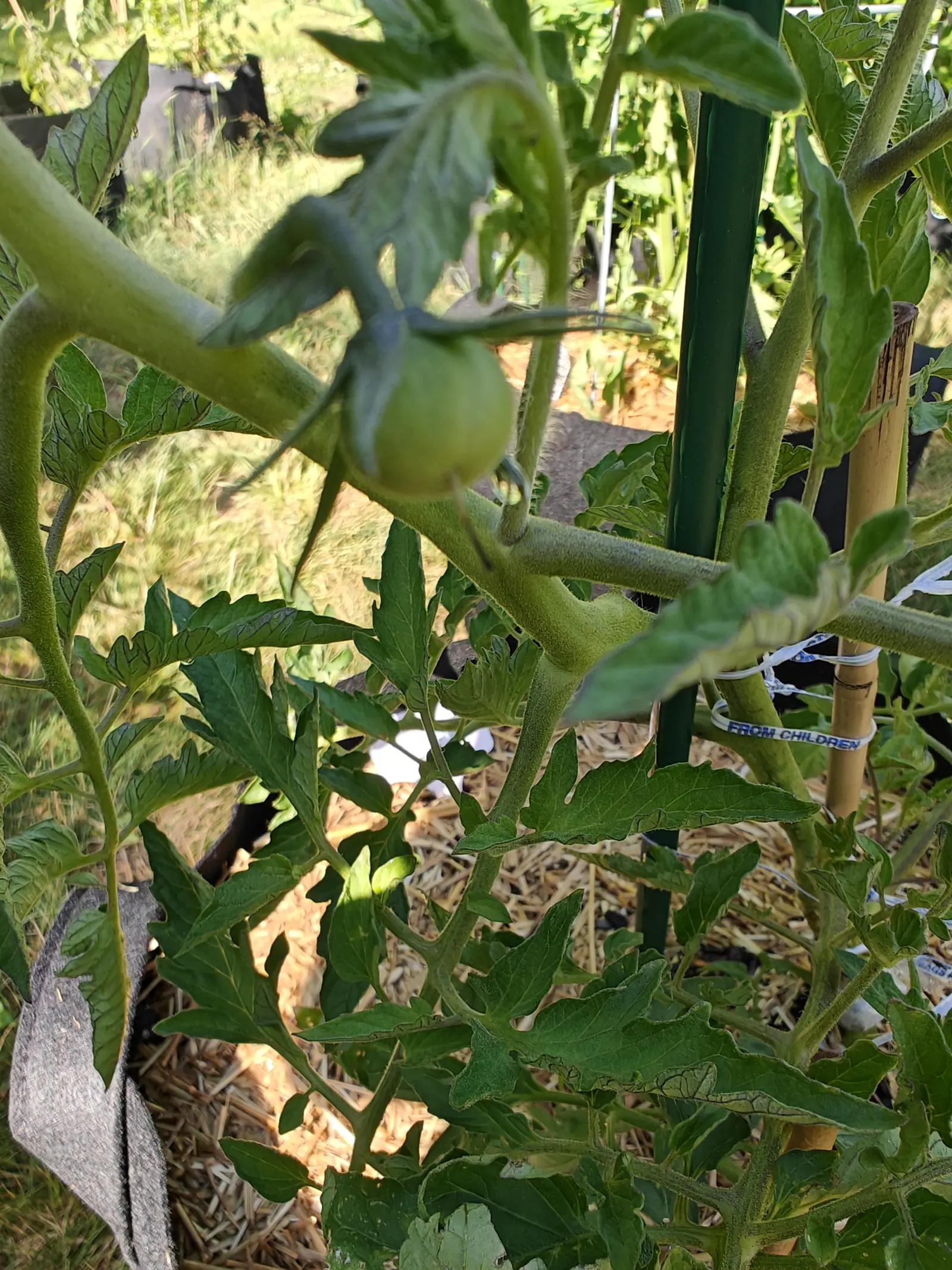 A Manitoba tomato on 29 June, perfectly round and matte under a faint bloom with its five calyx lobes swept back over the top and the flower still shriveled underneath, hanging where hot low light and deep shade meet in one frame.