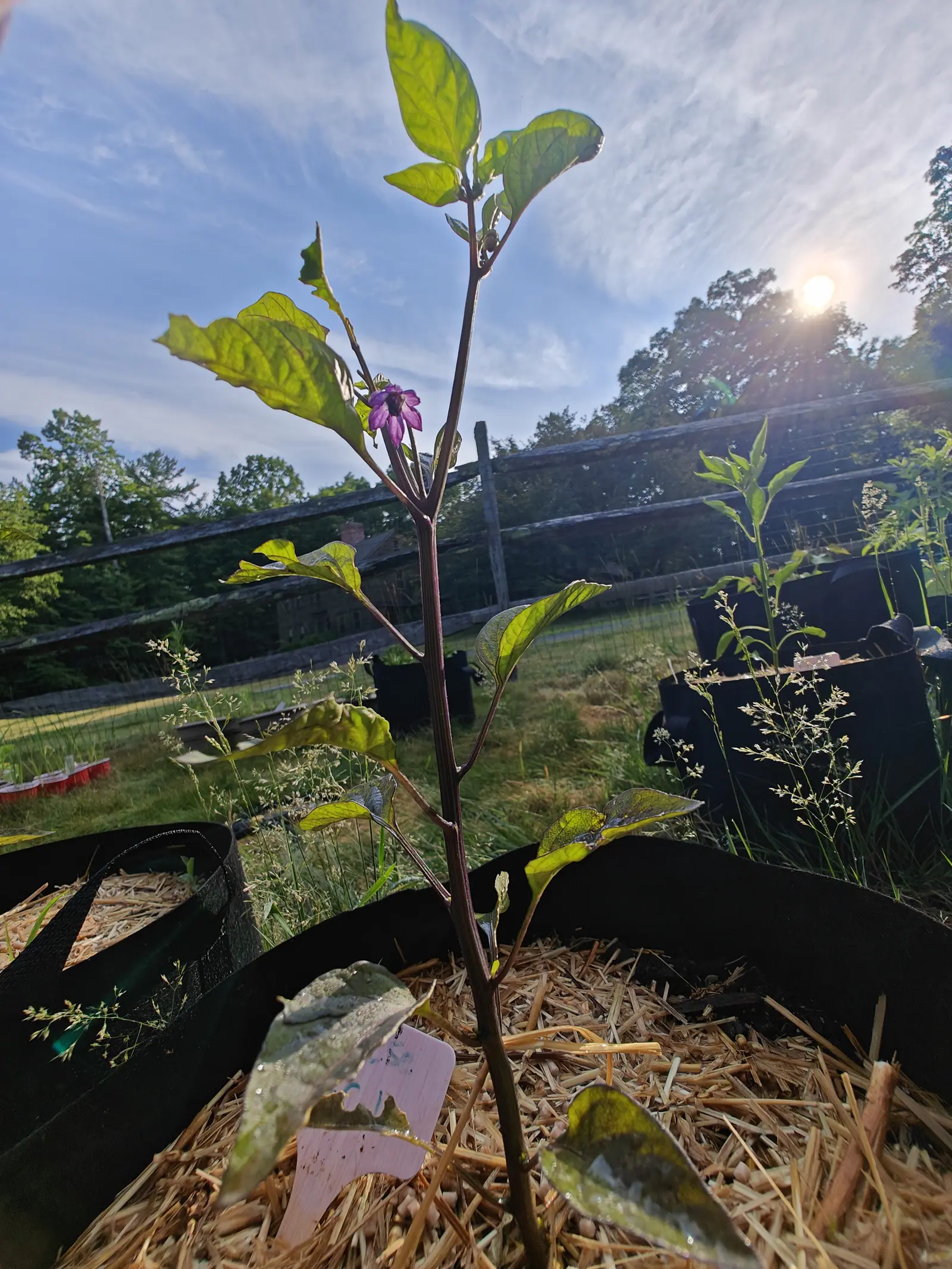 A Chinese 5-Color pepper on 29 June shot from the ground, its glossy purple-magenta stem forking high and one violet flower open at the fork over a near-black eye, the low sun flaring through leaves gone translucent with purple veins.