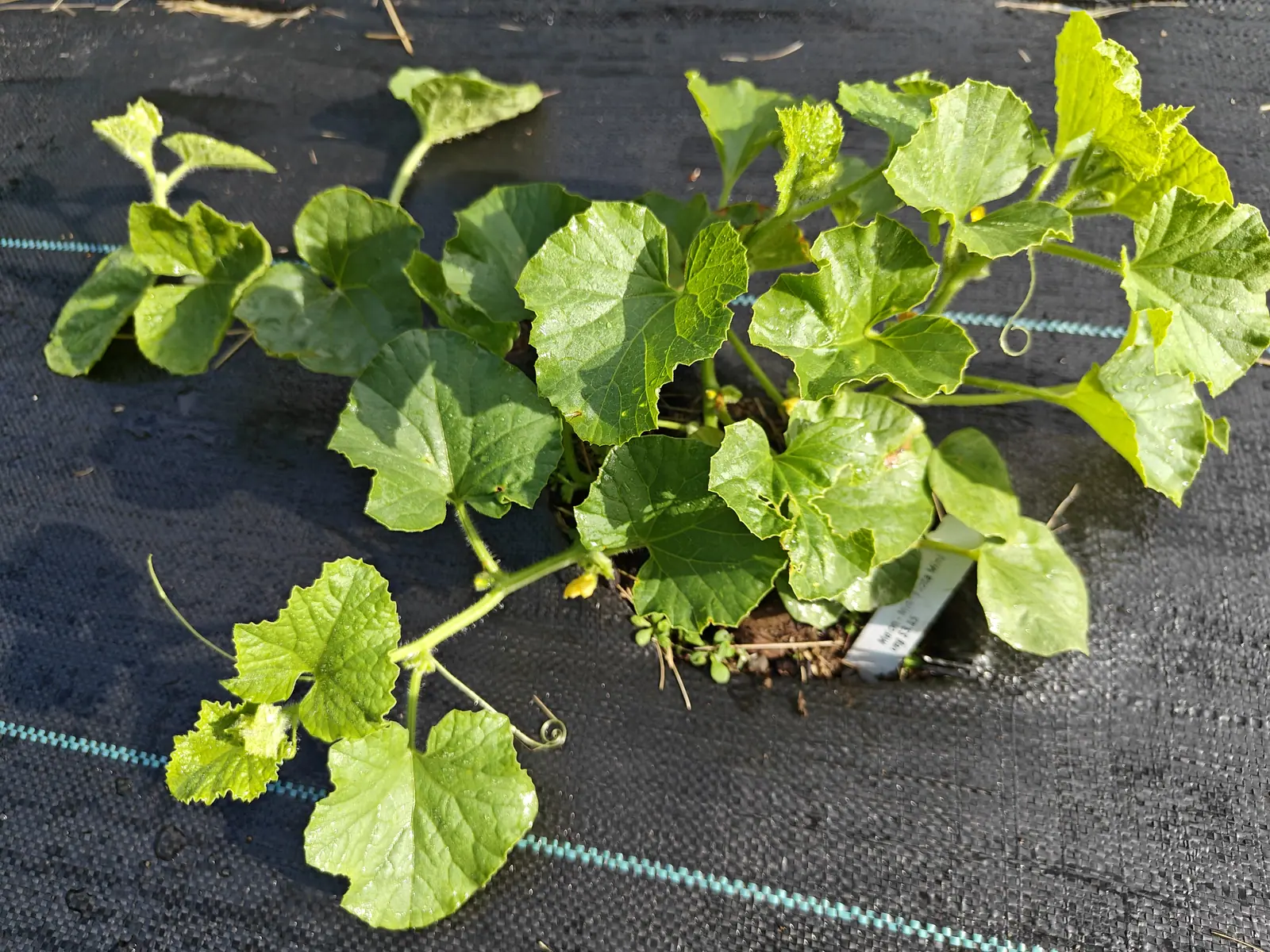 A vine on 29 June spread flat from one crown into some eighteen round scalloped leaves, two of its tendrils wound into tight spirals and a few yellow flowers half-open low down, every leaf throwing a long crisp shadow to the left.