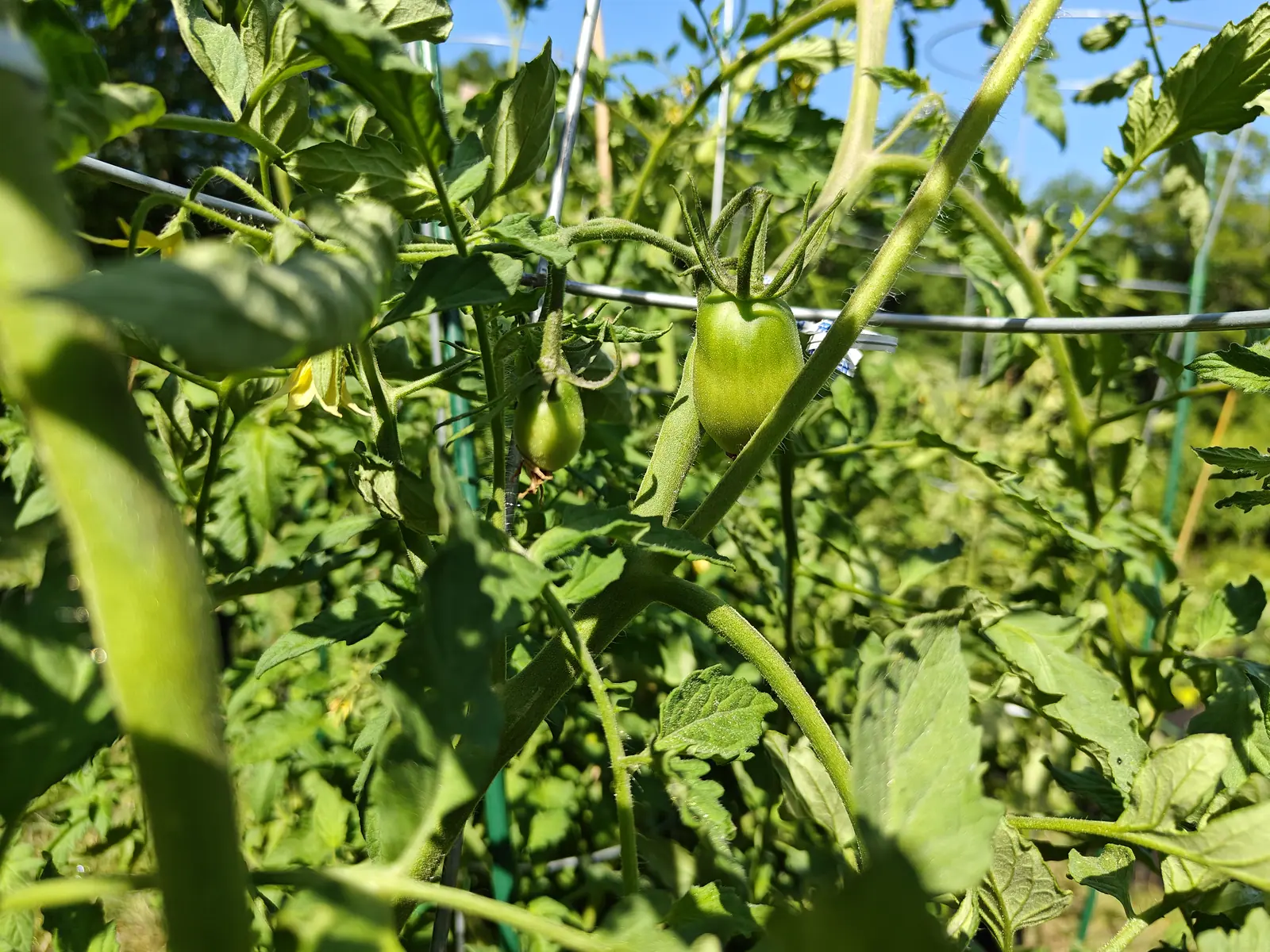 A Ukrainian Purple tomato on 29 June, oblong and matte pale green with faint vertical striping and squared ribbed shoulders under a spidery crown of six swept-back lobes, a strip of deep blue sky showing through the leaves above it.