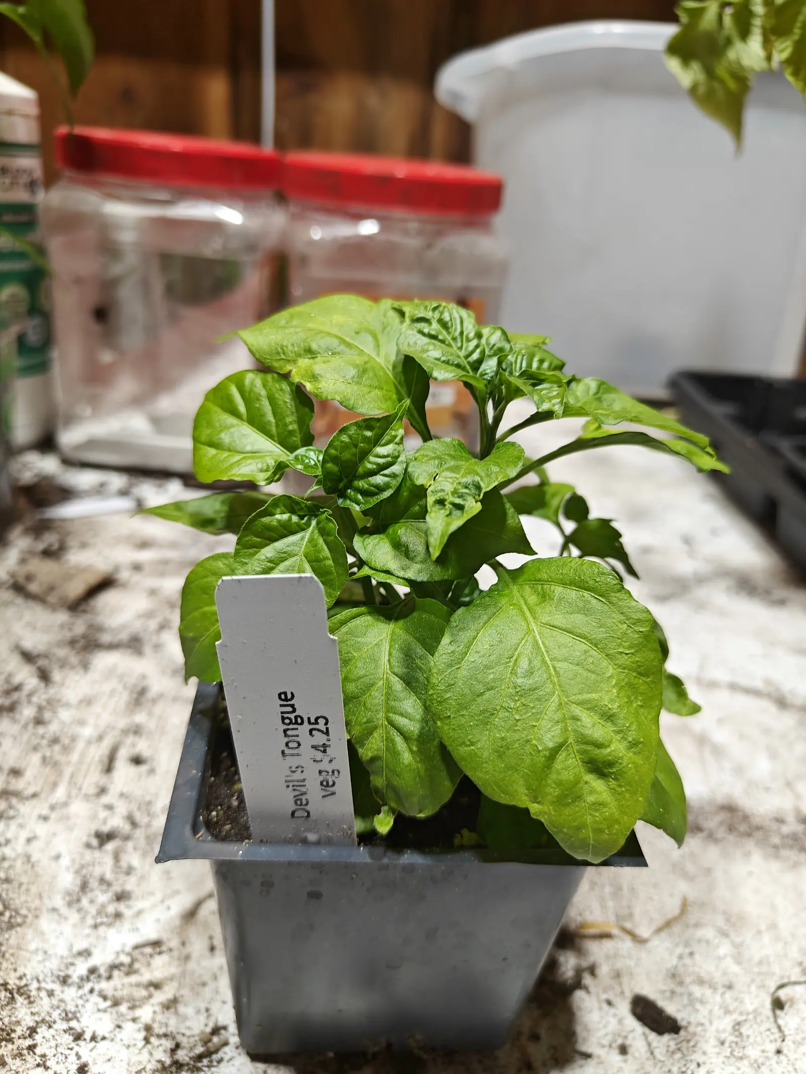 A Devil’s Tongue pepper on 29 June already branching low into a bush, its deep green blades quilted hard between impressed veins and the lowest two held out flat almost the full width of the pot, on a compost-dusted bench indoors.