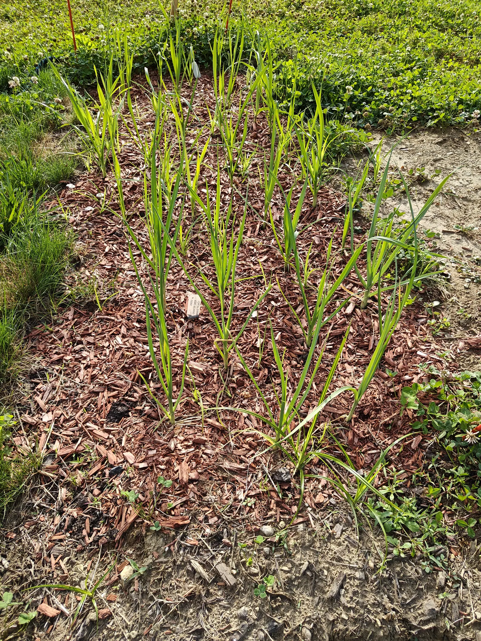 Twenty young plants on 29 June in loose rows, each a pale wrapped shaft throwing four to six keeled straps out in a single flat two-ranked fan, the row stouter on the right than the left, with clover in white flower pressing at the edge.