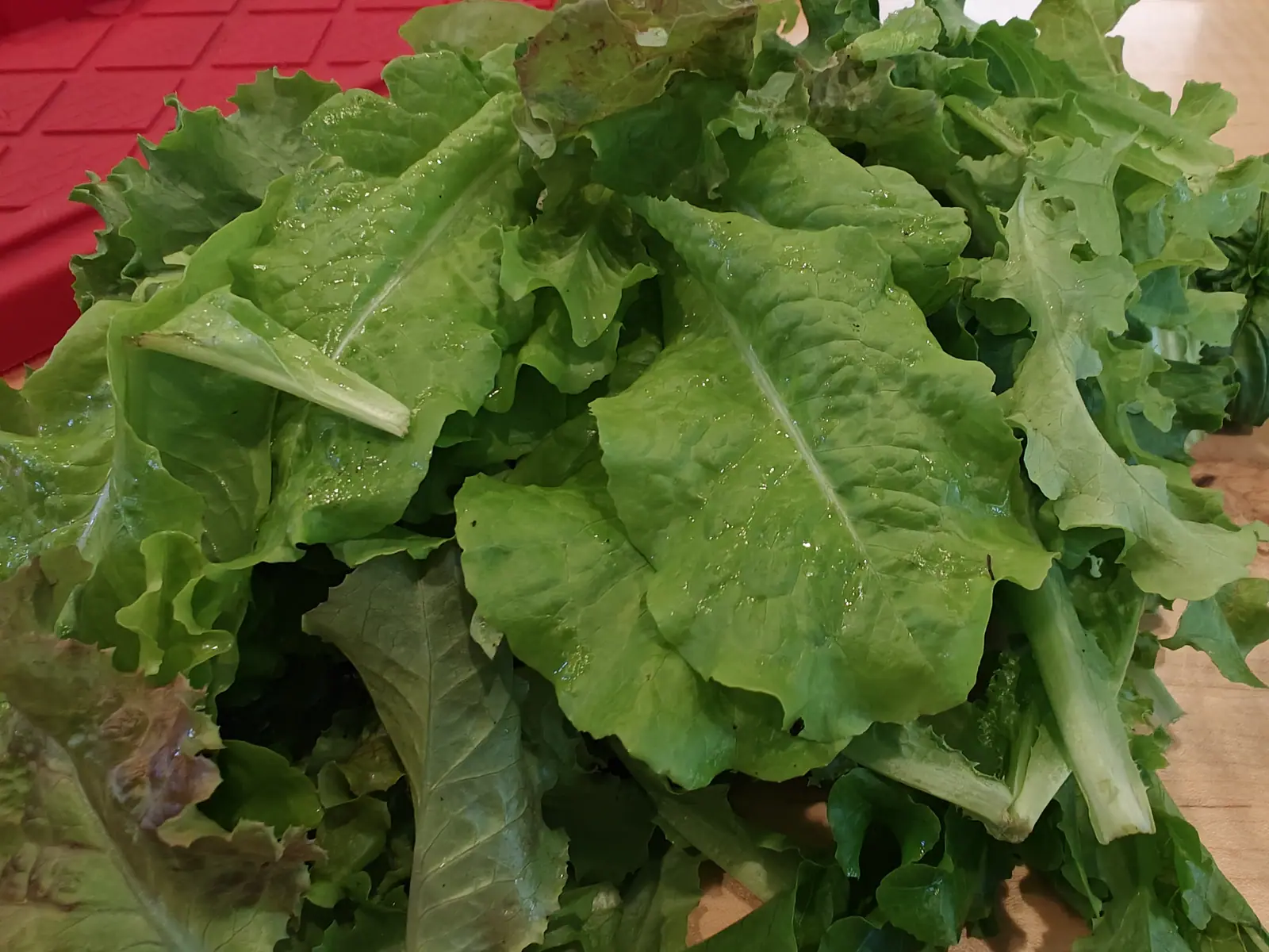 Ruby Red lettuce cut on 29 June and heaped up wet indoors, the blades frilled and blistered between their veins and each running back to one wide flat pale rib, several flushed dull bronze over the outer half and beaded along every ridge.