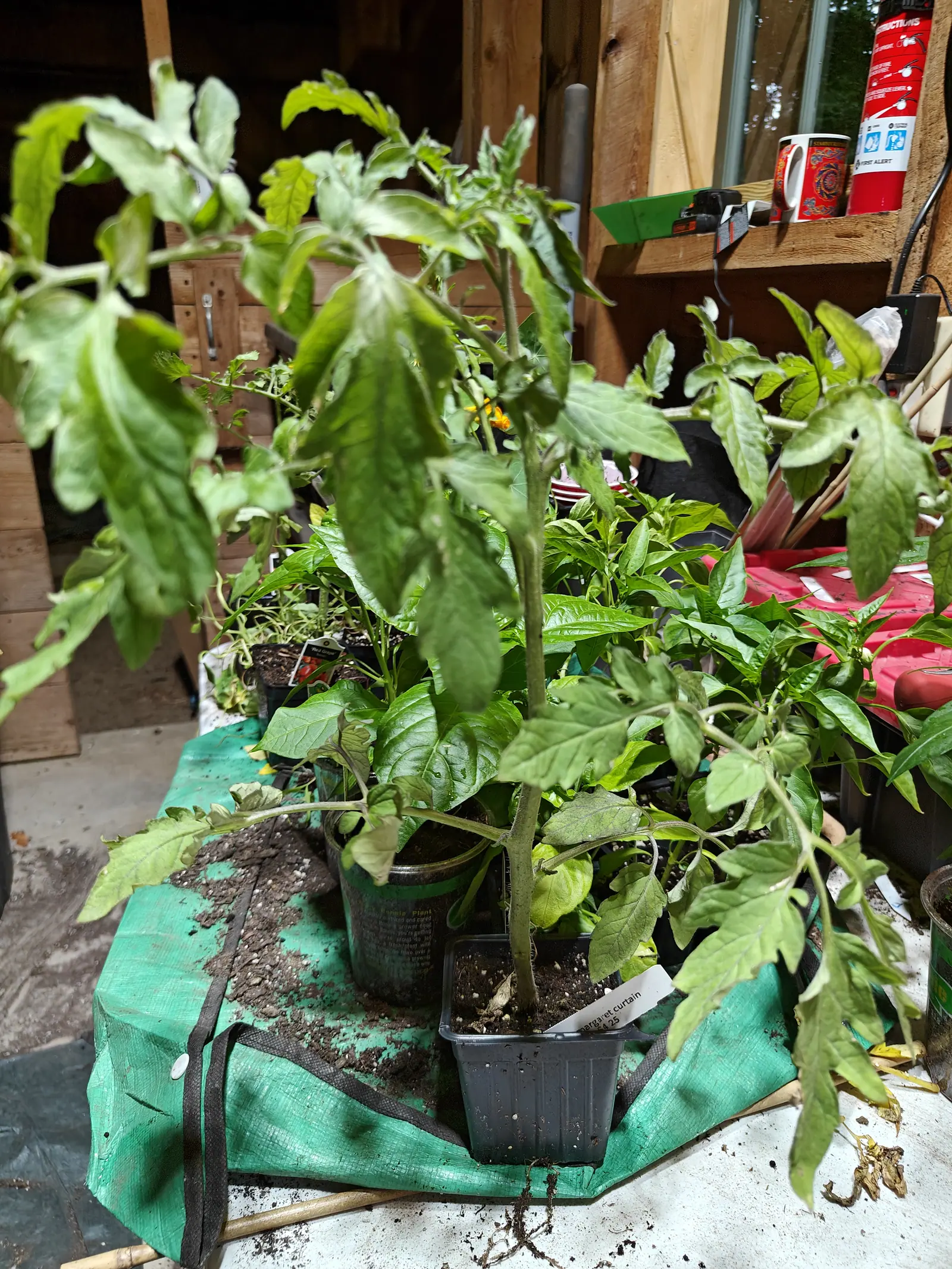 A Margaret Curtain tomato on 29 June gone top-heavy on a long bare stem, its growing point and side branches arching over and hanging down, and a mat of pale roots out through the bottom of the pot and sprawling across the bench.