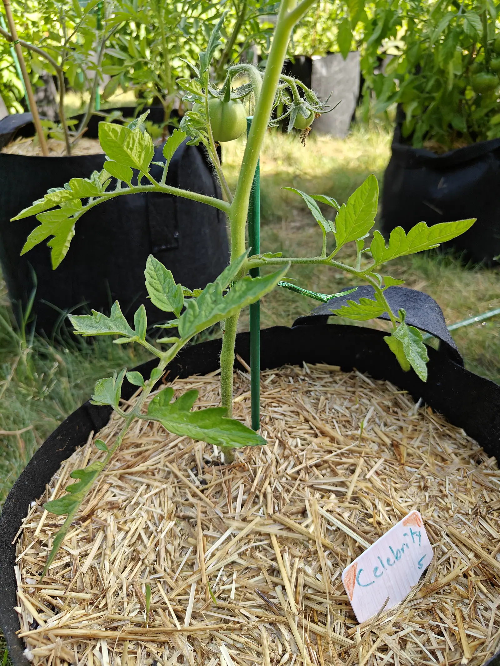 A Celebrity tomato on 29 June with two fruit set and the rest of the truss gone, only a spray of hairy sepals and shriveled brown flowers left where they hung, and droplets standing on the fruit and the young leaves in warm low sun.