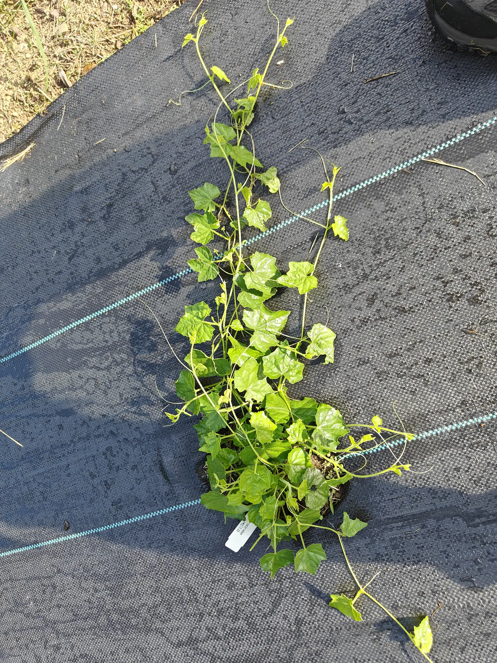 A cucamelon on 29 June sprawled flat from a low crown, its leaves no wider than three times the drip line they cross and cut into pointed ivy-like lobes on thread-thin bristly runners, one tendril wound tight and every tip still furled.