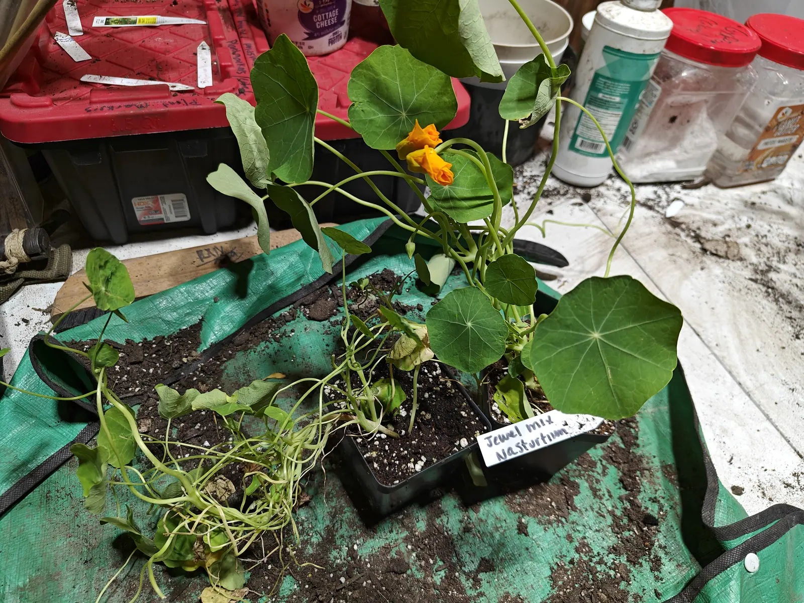 A Jewel Mix nasturtium on 29 June with two flowers full out in strong orange, a third still furled and a fourth drooping spent beside them, its thin stems trailing off the rim in a tangle of cupped leaves across the bench.