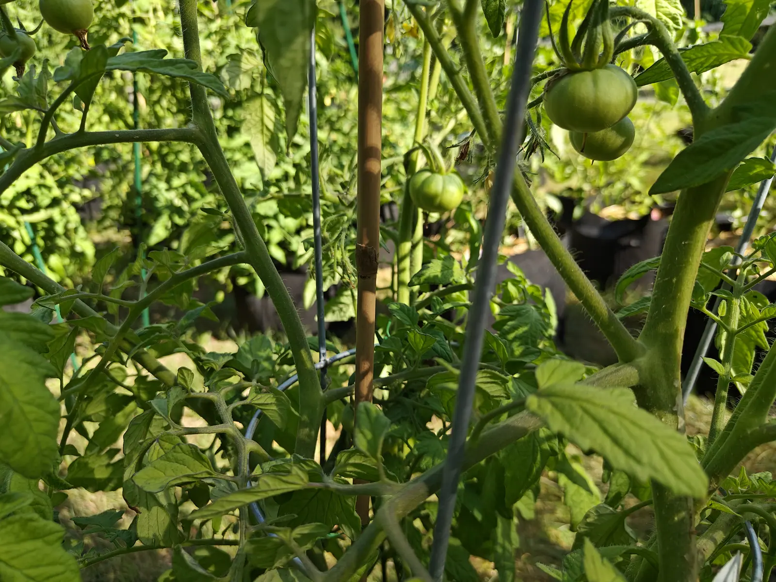 A Moskvich tomato on 29 June seen from inside its own canopy, four fruit in shot at four different sizes and every one ribbed hard over the shoulders, the leaves around them turned edge-on and silvered where they meet the sun.